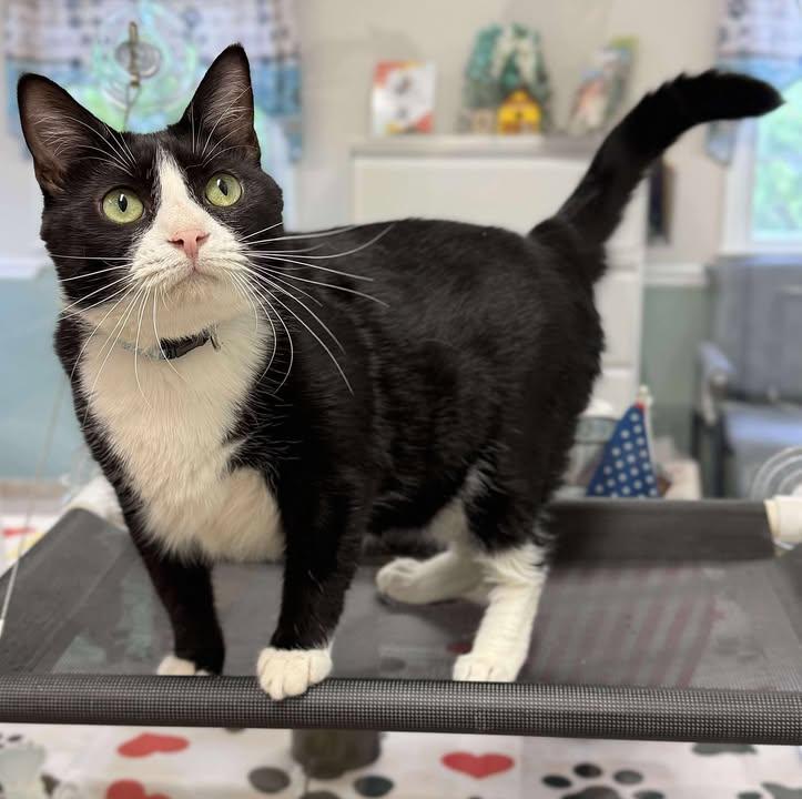 Tootsie, a Adoptable Domestic Short Hair in Kearneysville, WV image 1/3