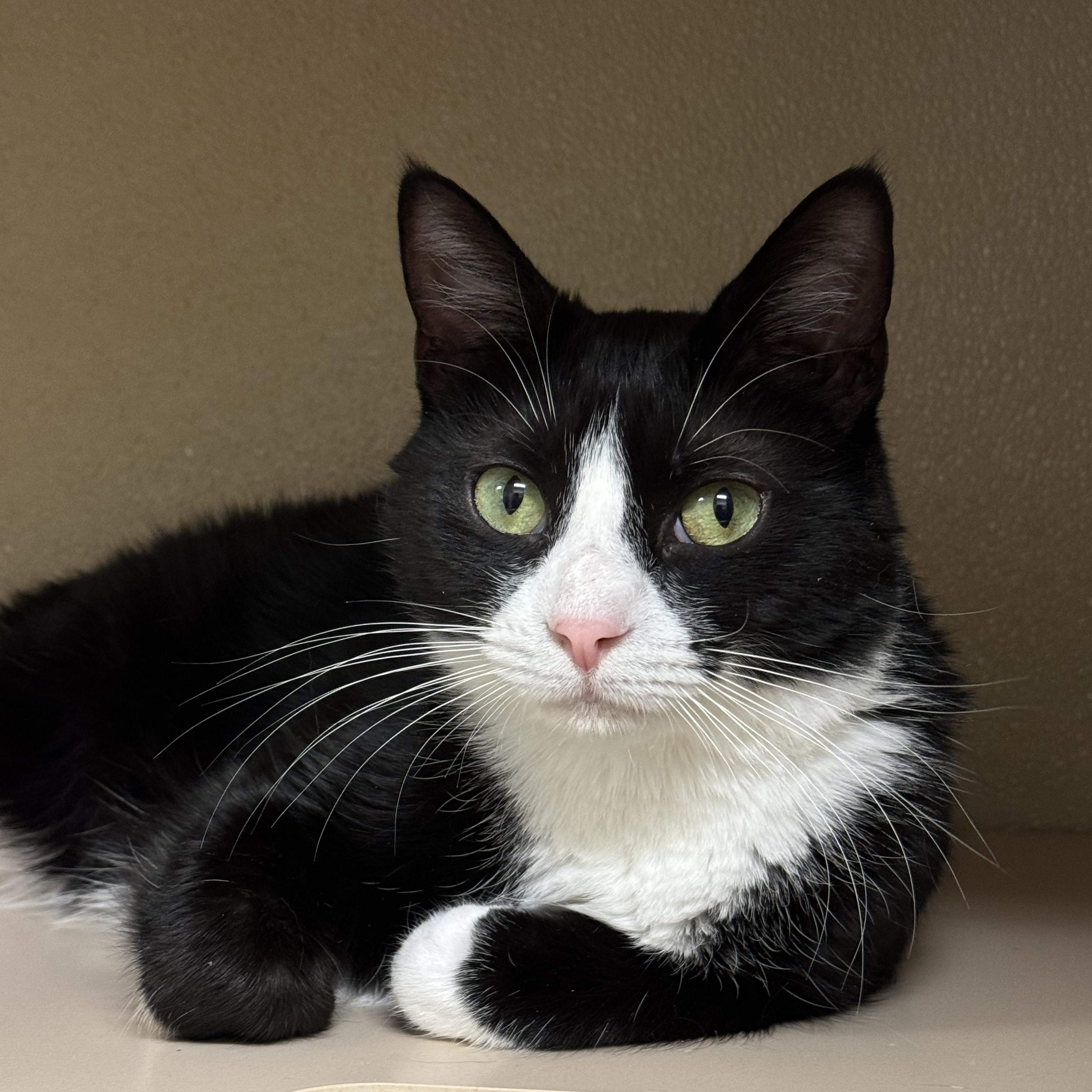 Tootsie, a Adoptable Domestic Short Hair in Kearneysville, WV image 3/3