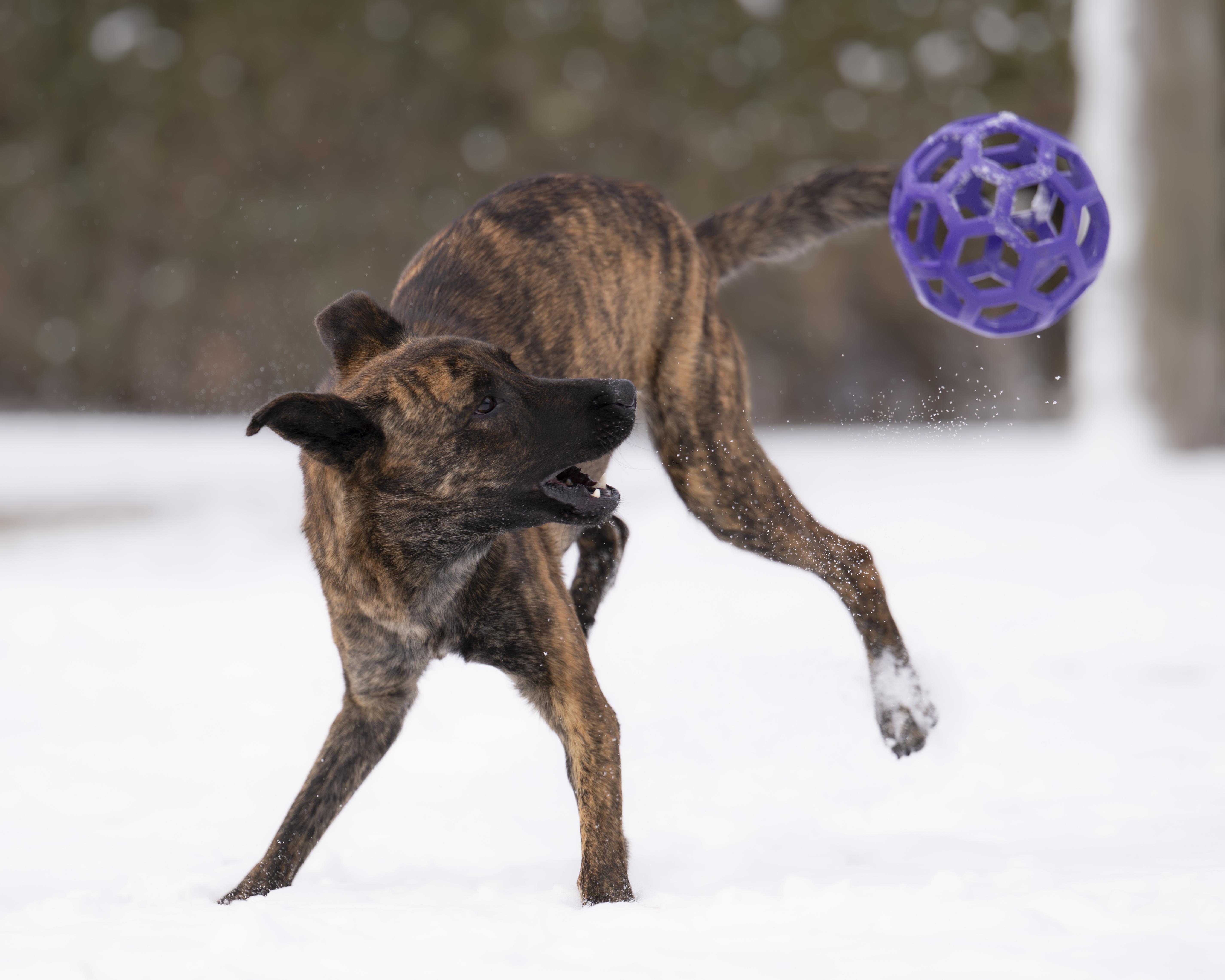 Esme, an adopted Dutch Shepherd in Ottawa, ON image 2/5