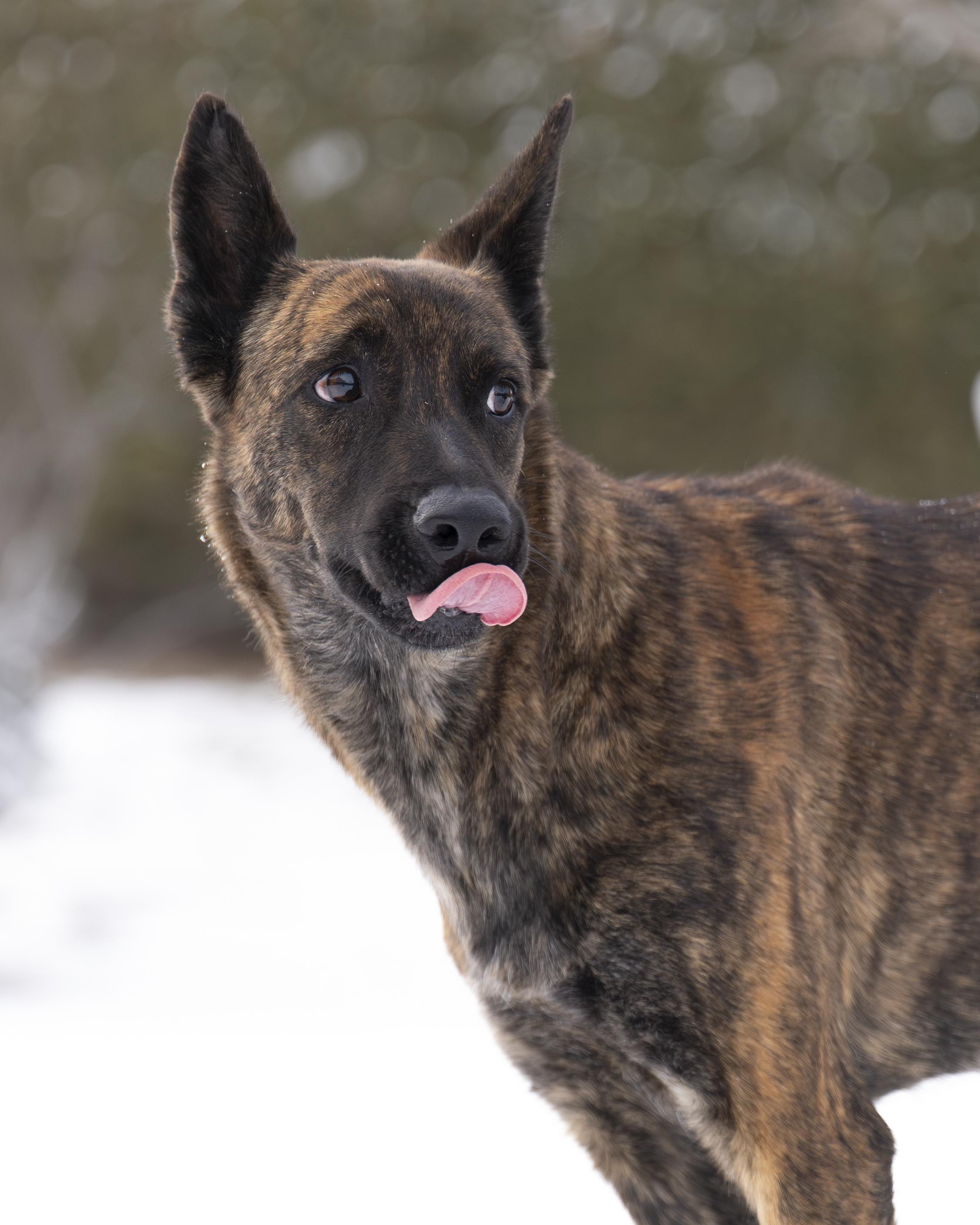 Esme, an adopted Dutch Shepherd in Ottawa, ON image 3/5