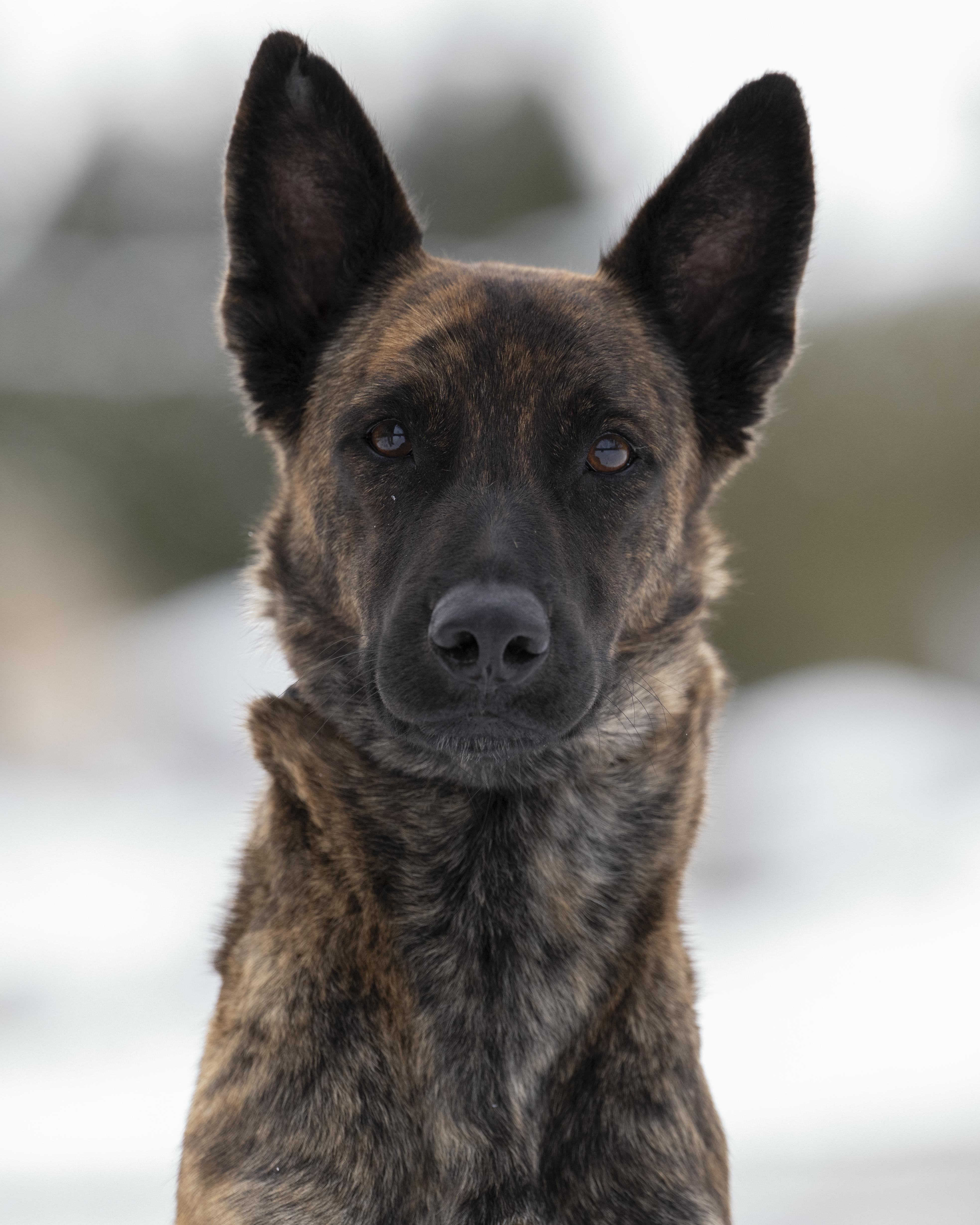 Esme, an adopted Dutch Shepherd in Ottawa, ON image 4/5