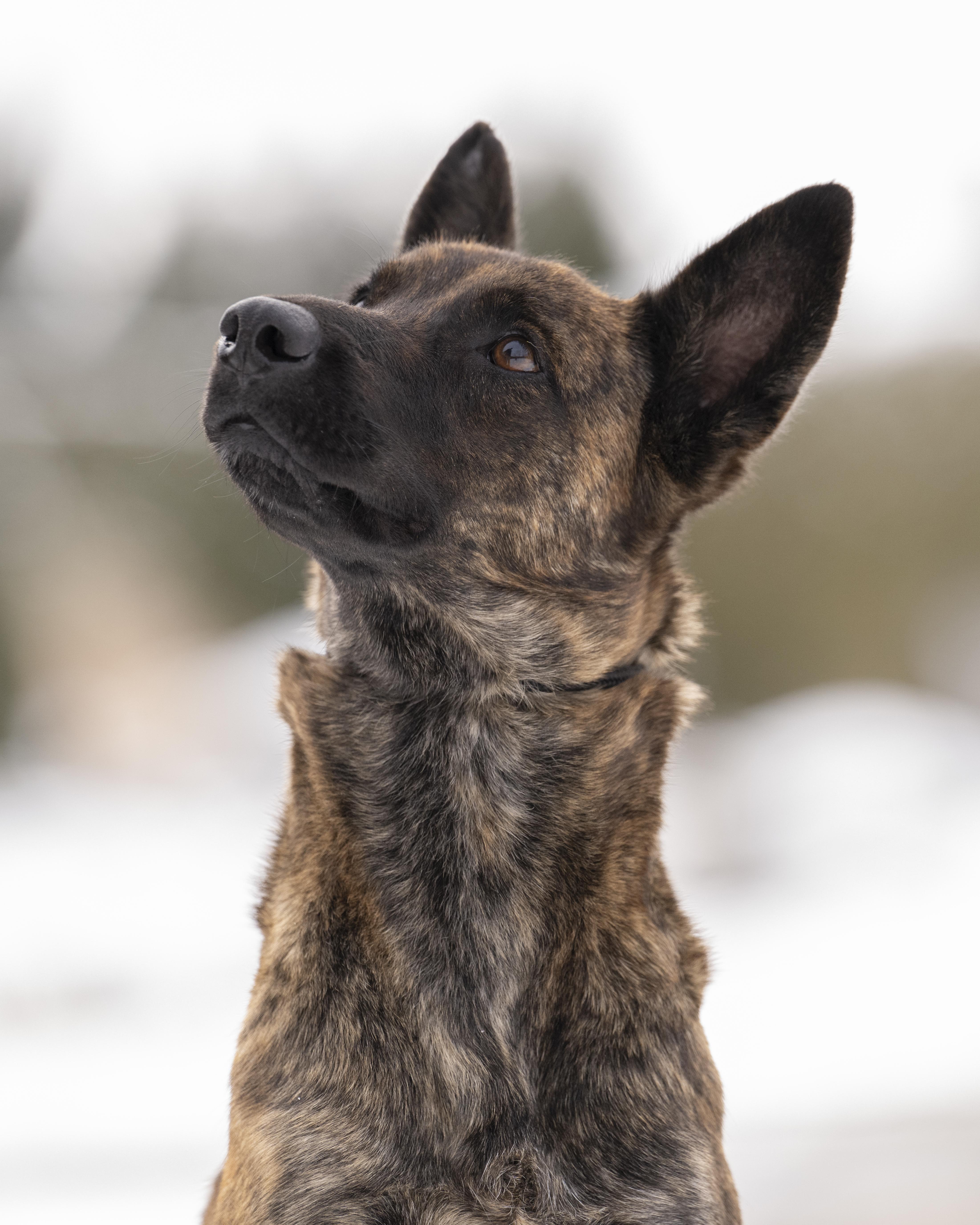 Esme, adopted, Young Female Dutch Shepherd.
