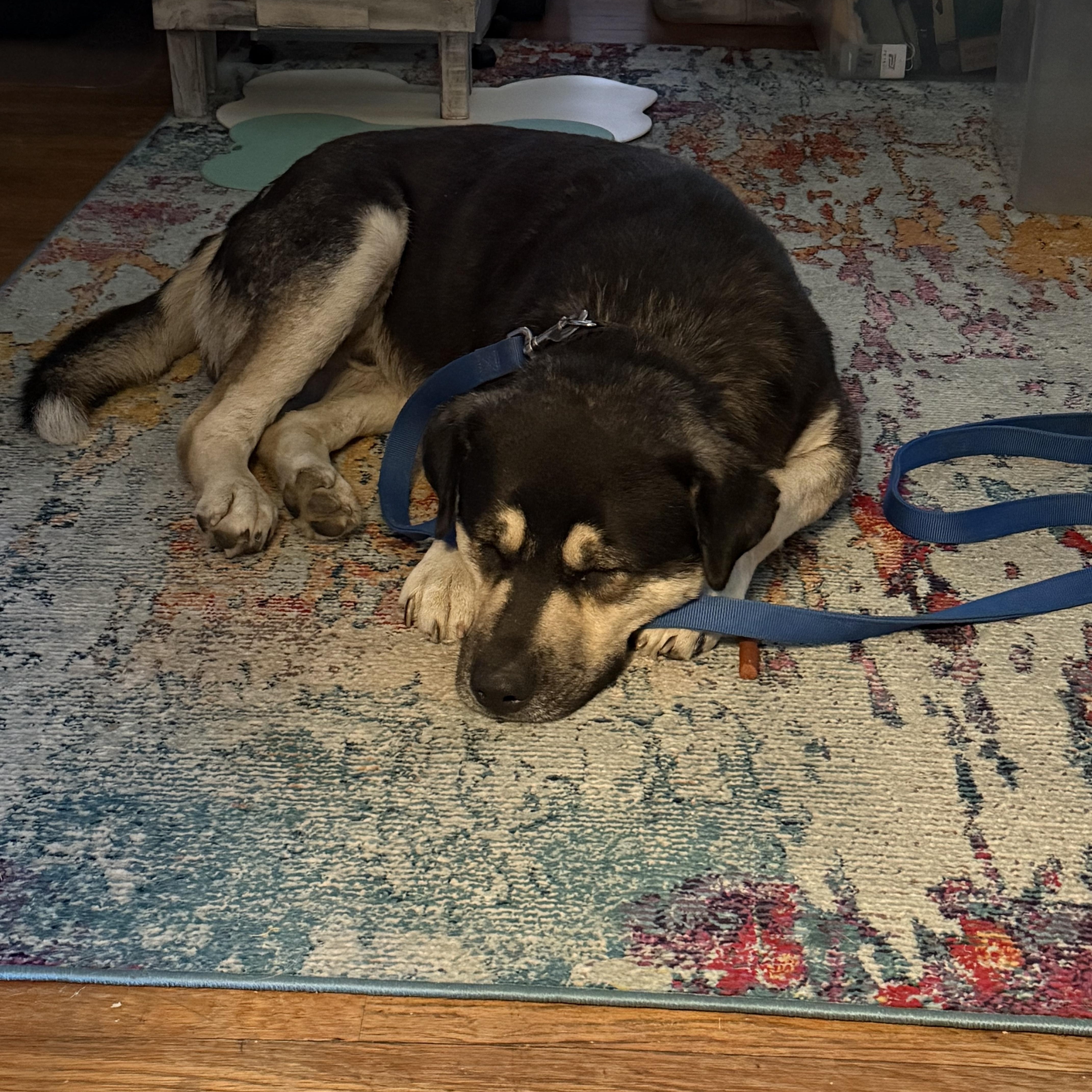 Teddi, a Adoptable mixed breed in Weatherford, TX image 2/3