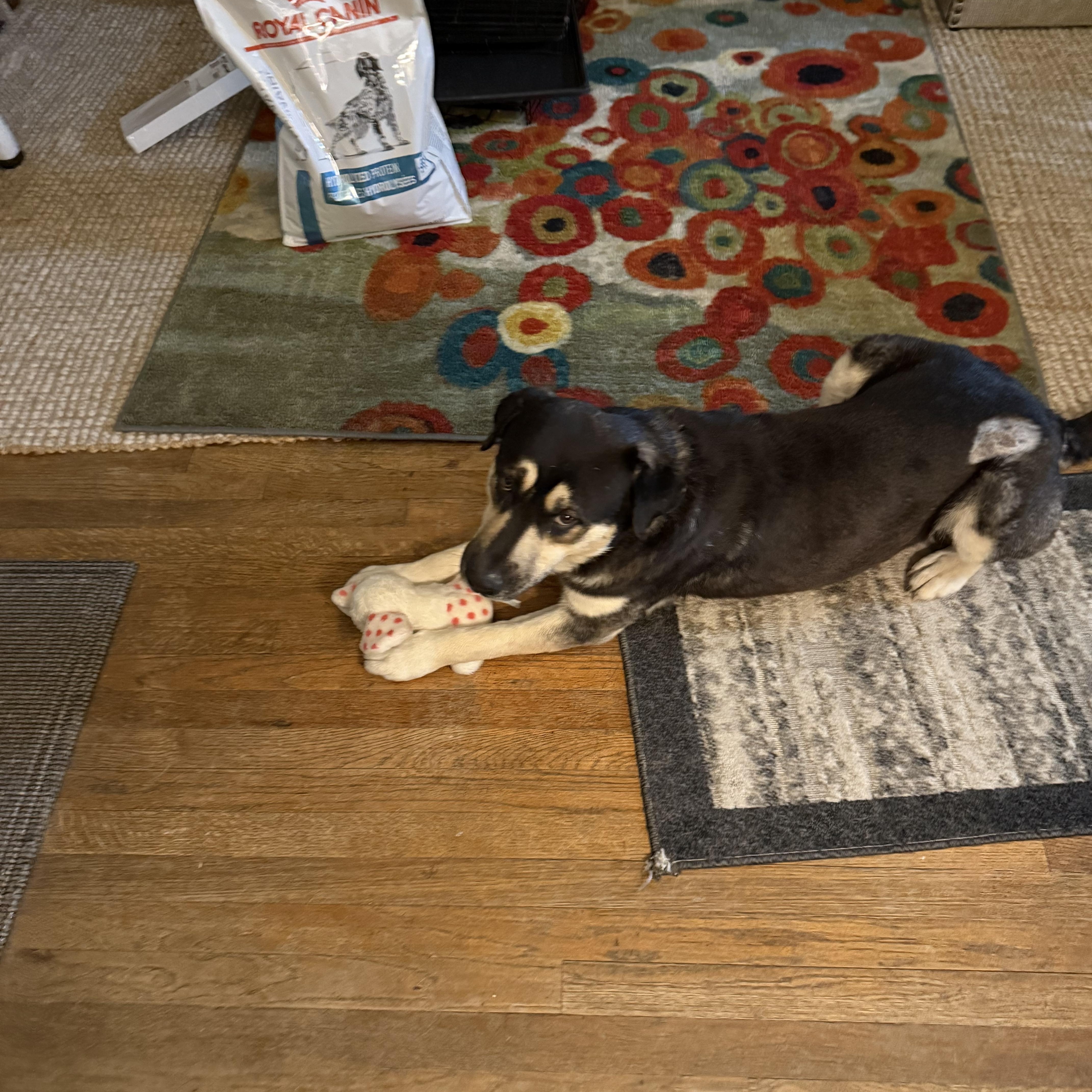 Teddi, a Adoptable mixed breed in Weatherford, TX image 1/3