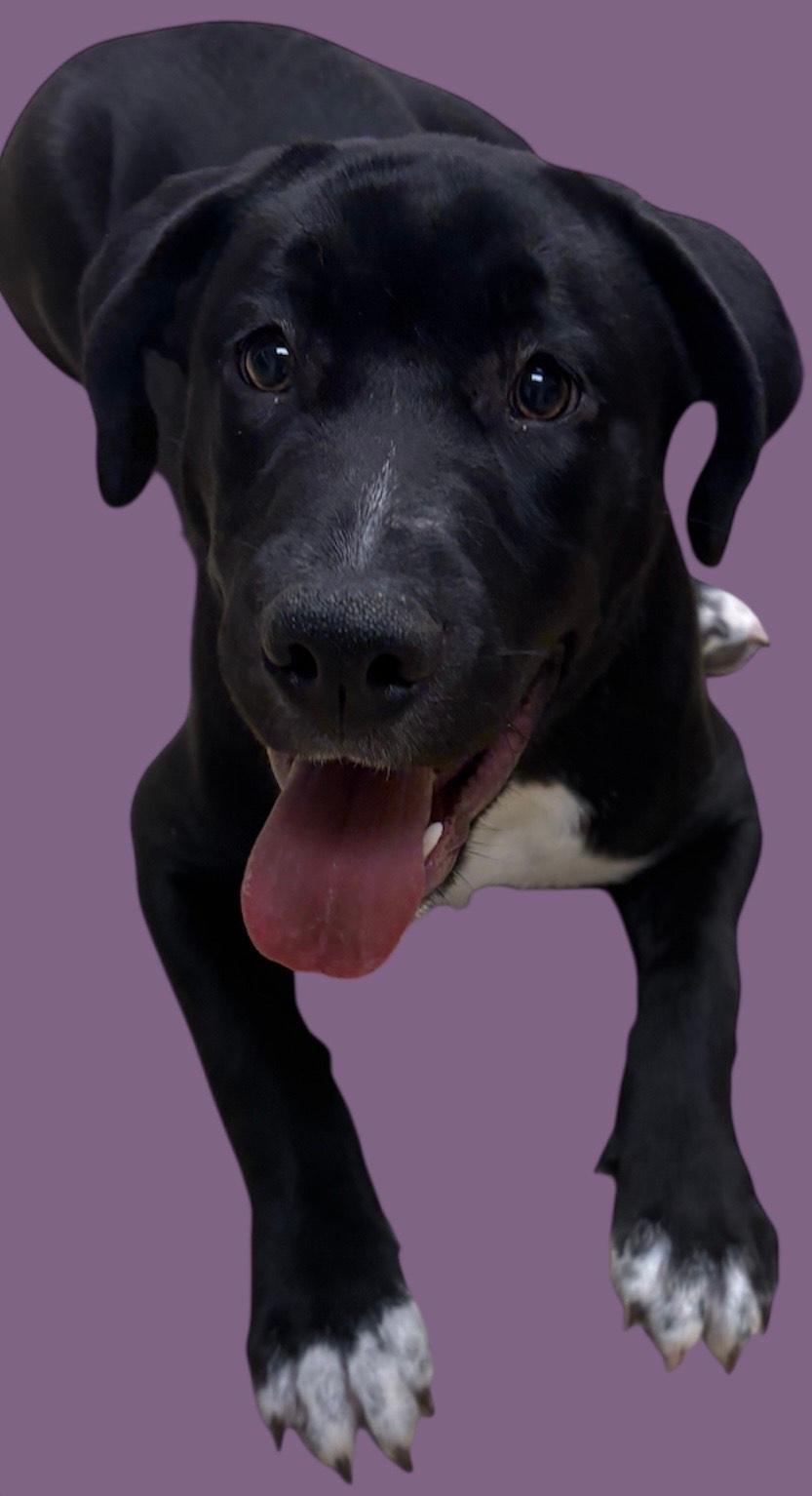 Mavis, Adoptable, Young Female Black Labrador Retriever.