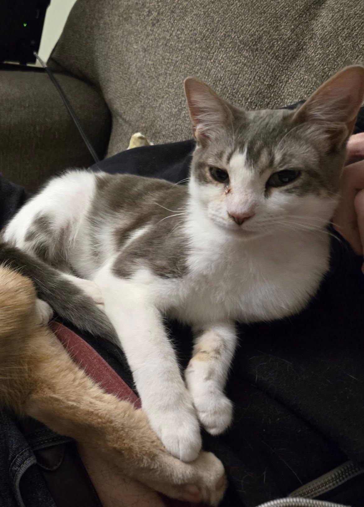 Slinky, Adoptable, Young Male Domestic Short Hair.