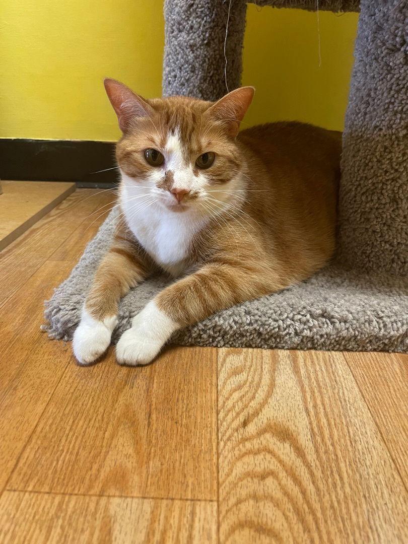 Abby, Adopted, Adult Female Domestic Short Hair.