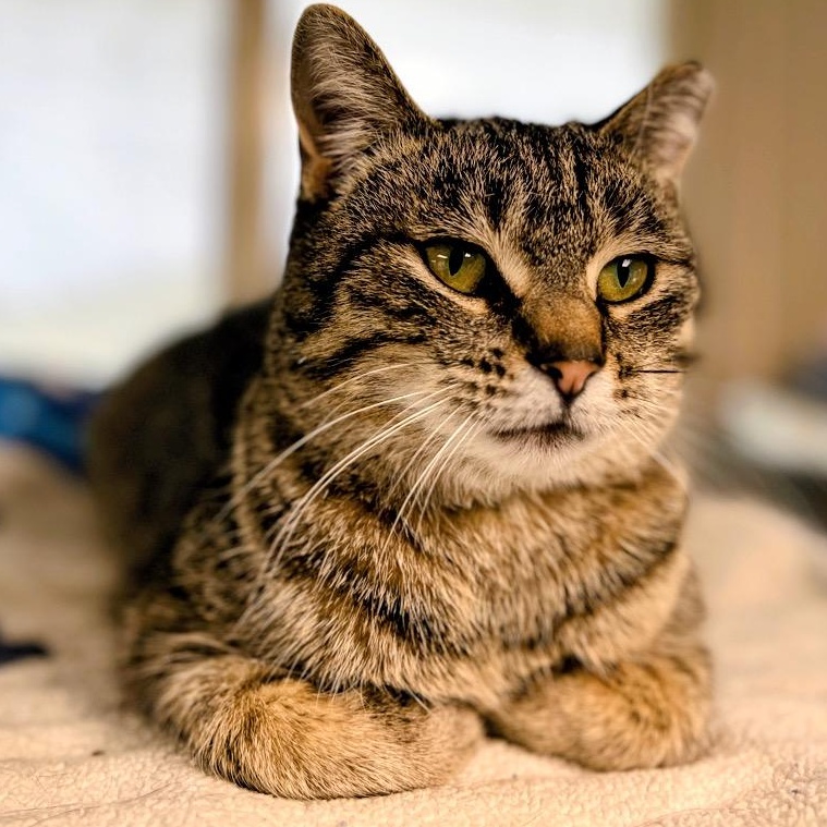 Mrs. Norris, ADOPTABLE, Adult Female Domestic Short Hair & Tabby.