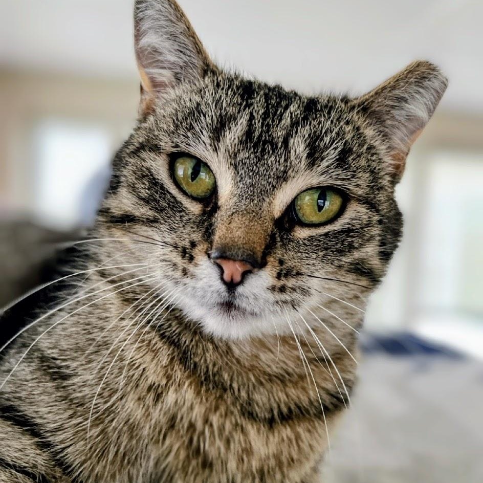 Mrs. Norris, a ADOPTABLE mixed breed in Germansville, PA image 3/5