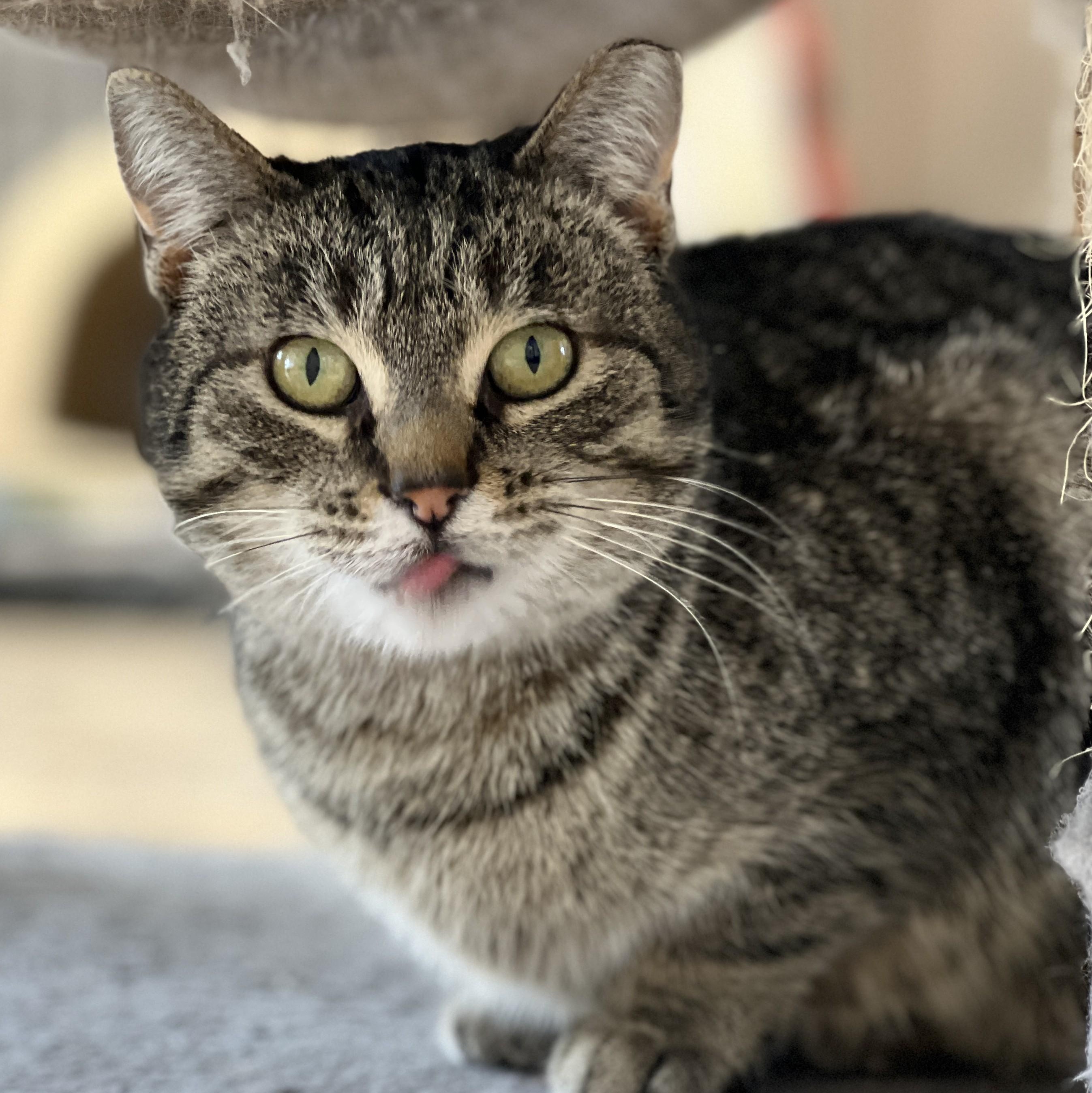 Mrs. Norris, a ADOPTABLE mixed breed in Germansville, PA image 5/5