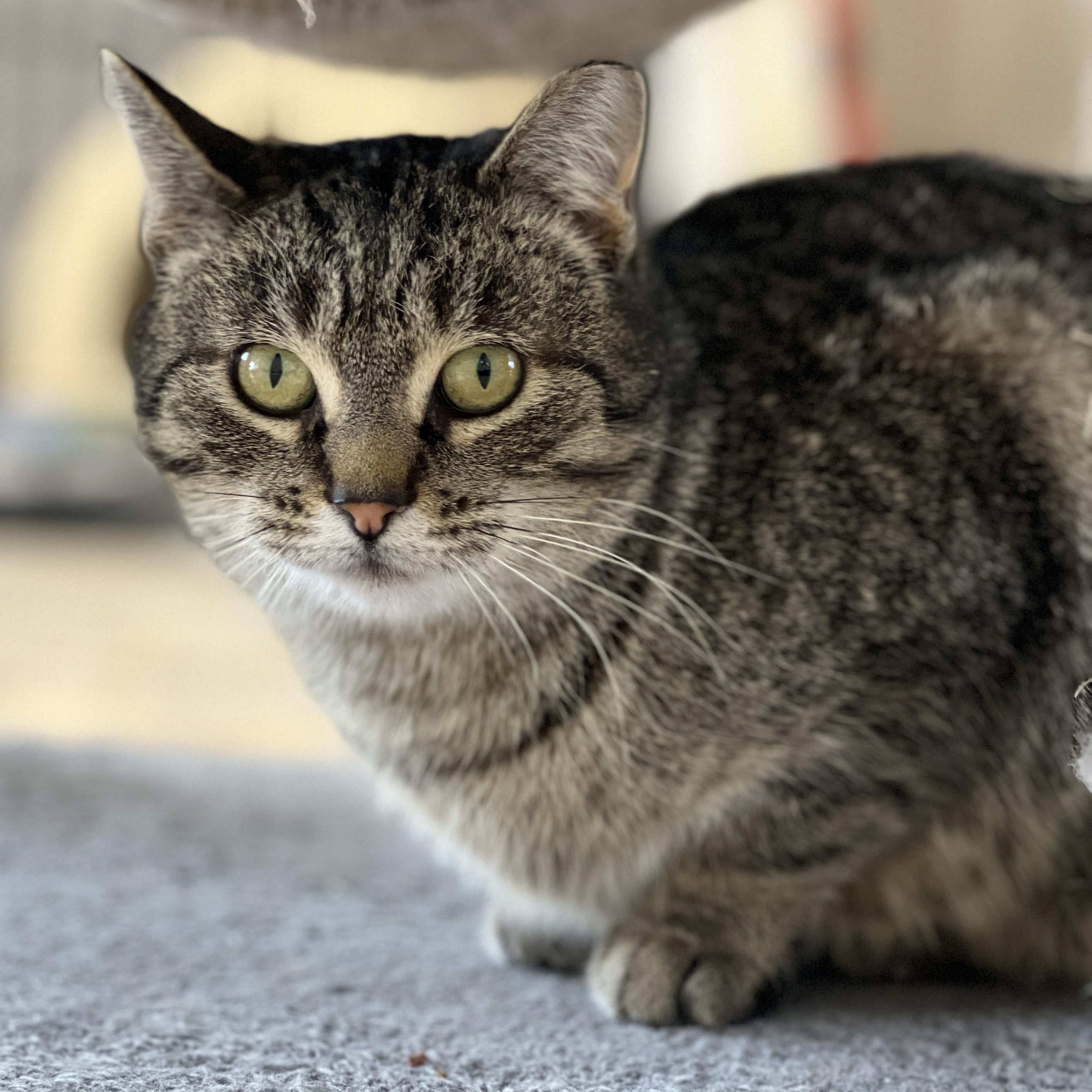 Mrs. Norris, a ADOPTABLE mixed breed in Germansville, PA image 4/5