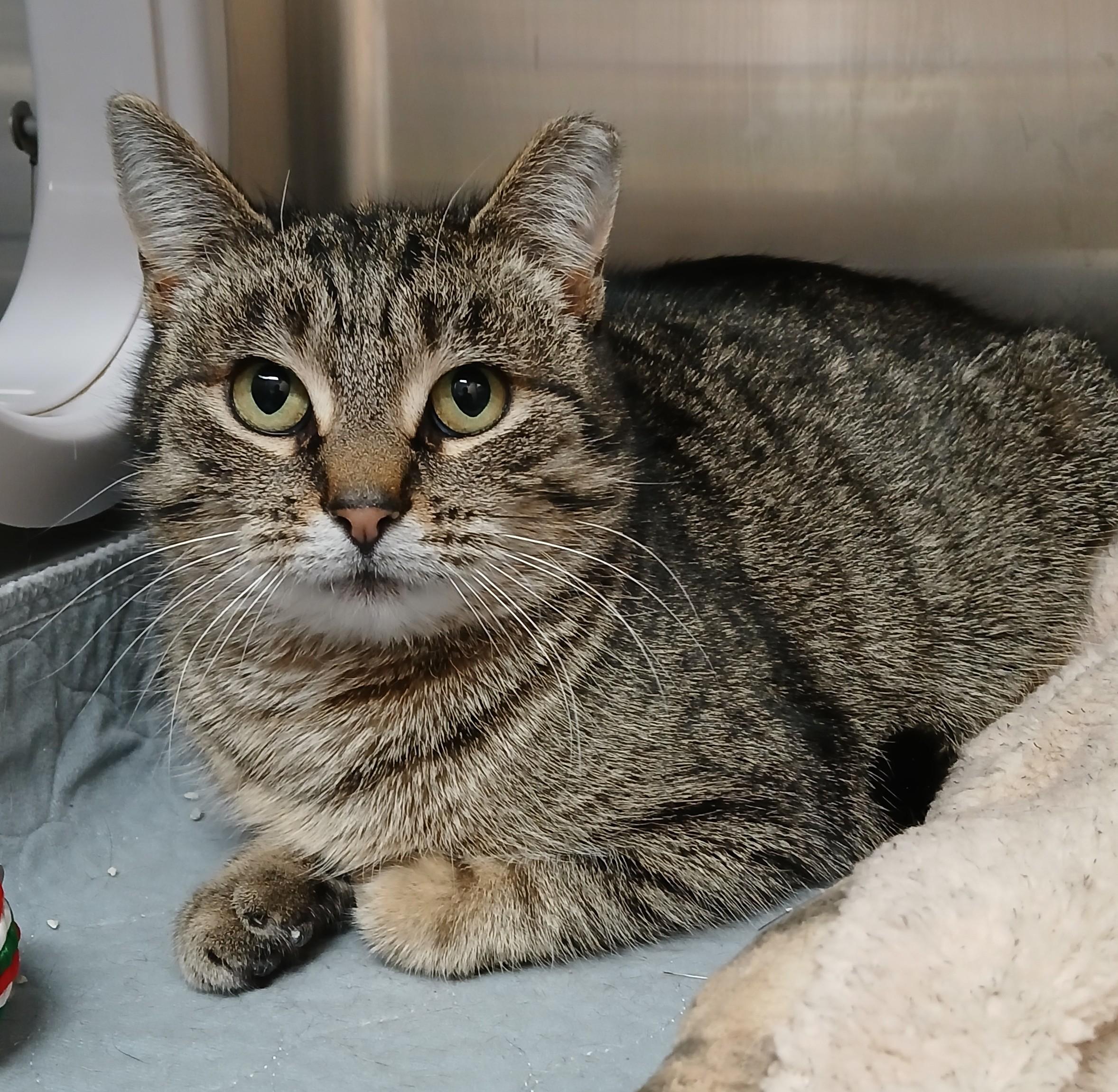 Mrs. Norris, a ADOPTABLE mixed breed in Germansville, PA image 2/5