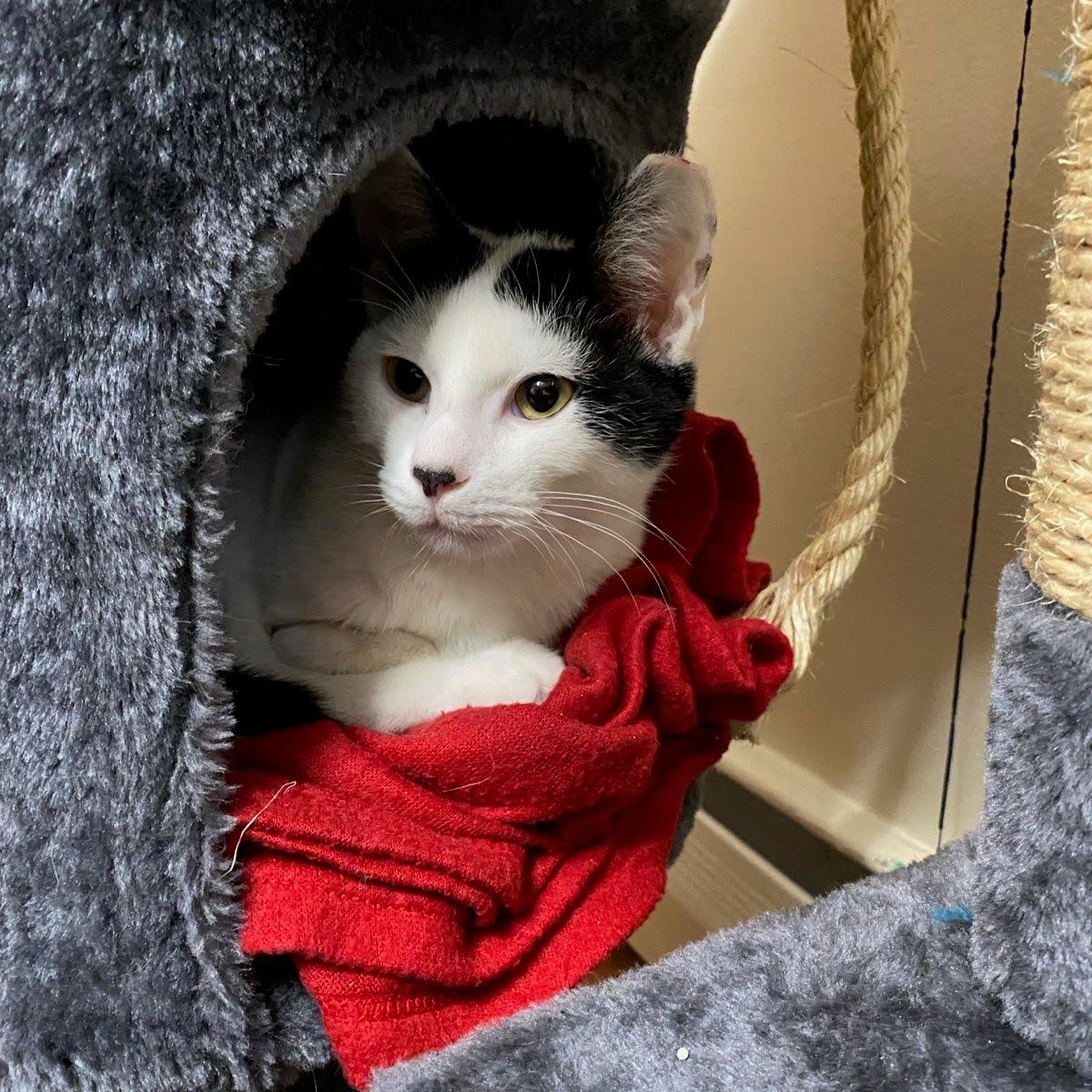 Enlarge Coldsnap, a ADOPTABLE Domestic Short Hair in Hopkinton, MA image 5/6