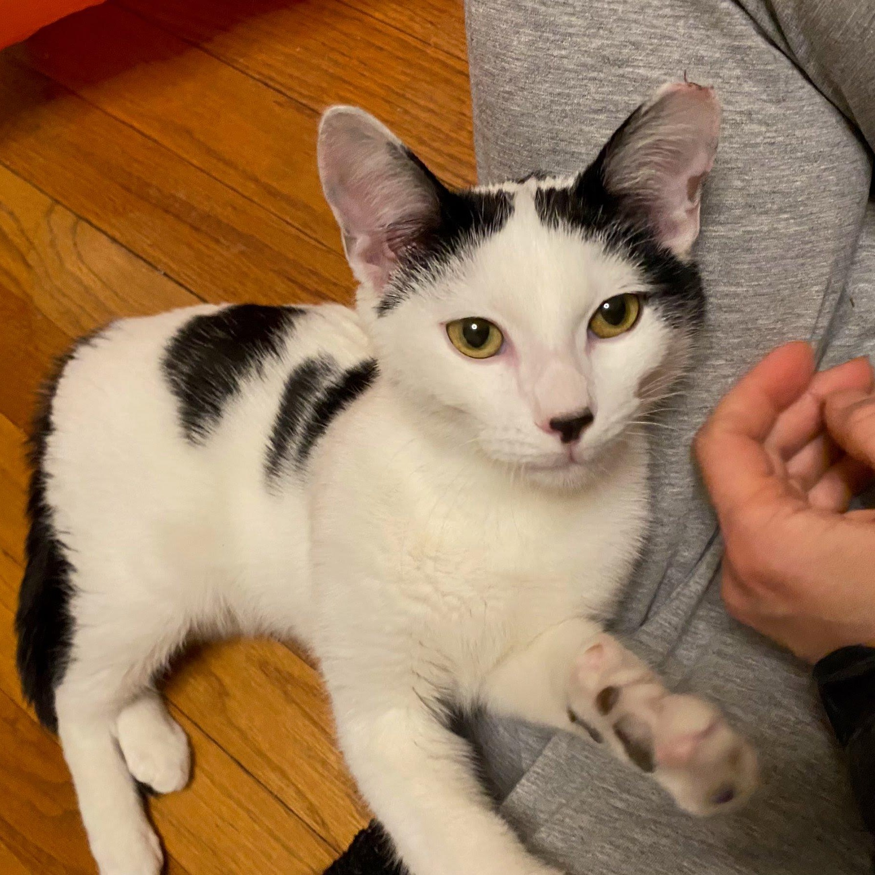 Enlarge Coldsnap, a ADOPTABLE Domestic Short Hair in Hopkinton, MA image 1/6