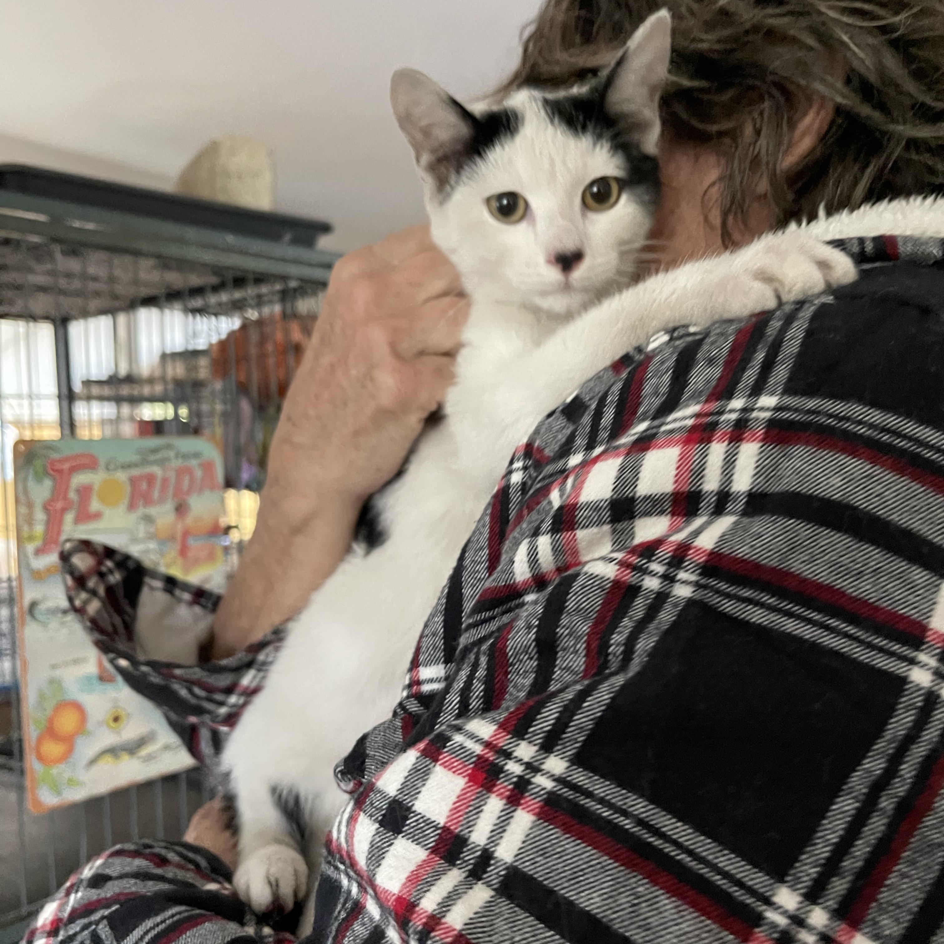 Enlarge Coldsnap, a ADOPTABLE Domestic Short Hair in Hopkinton, MA image 4/6