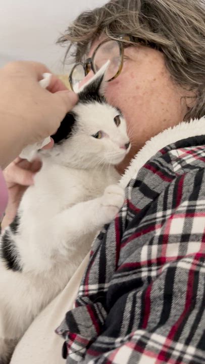 Enlarge Coldsnap, a ADOPTABLE Domestic Short Hair in Hopkinton, MA video 6/6