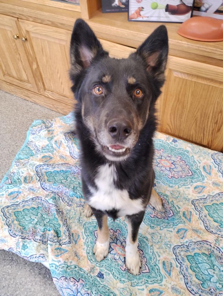 Jarvis, Adoptable, Adult Male Shepherd & Husky.