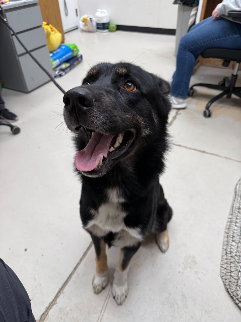 Enlarge Jarvis, a Adoptable mixed breed in Findlay, OH image 2/3