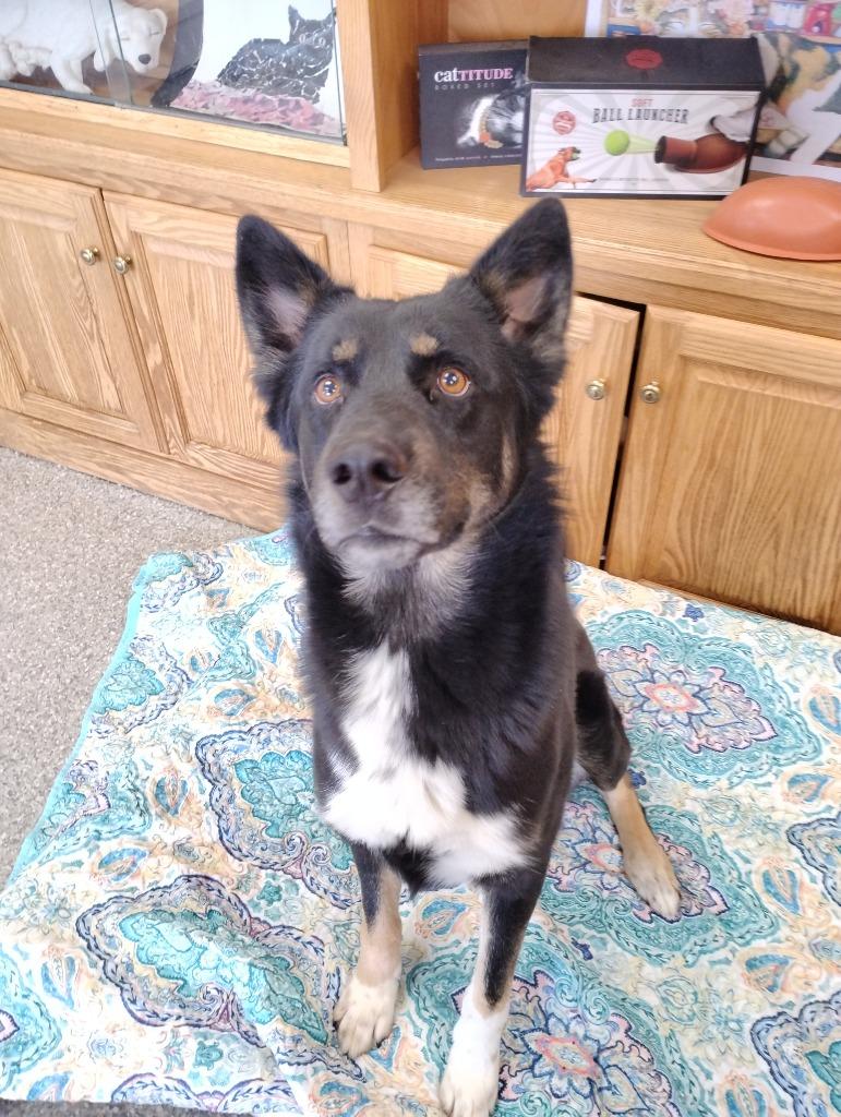 Enlarge Jarvis, a Adoptable mixed breed in Findlay, OH image 3/3