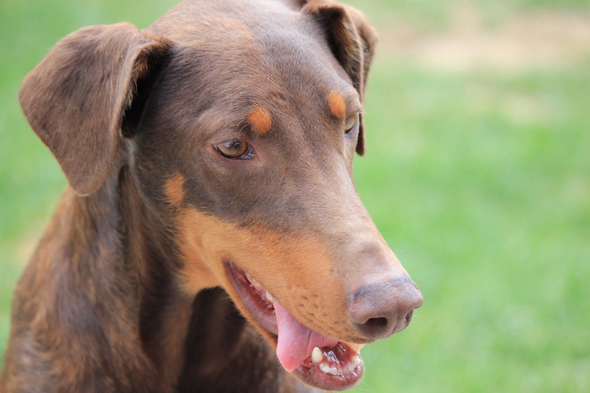 Tia, Adopted, Senior Female Doberman Pinscher.