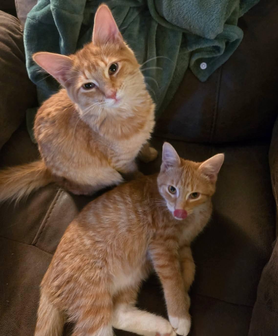 Enlarge bonded Denji and Boots brothers, a ADOPTABLE Domestic Short Hair in Morgantown, WV image 1/2
