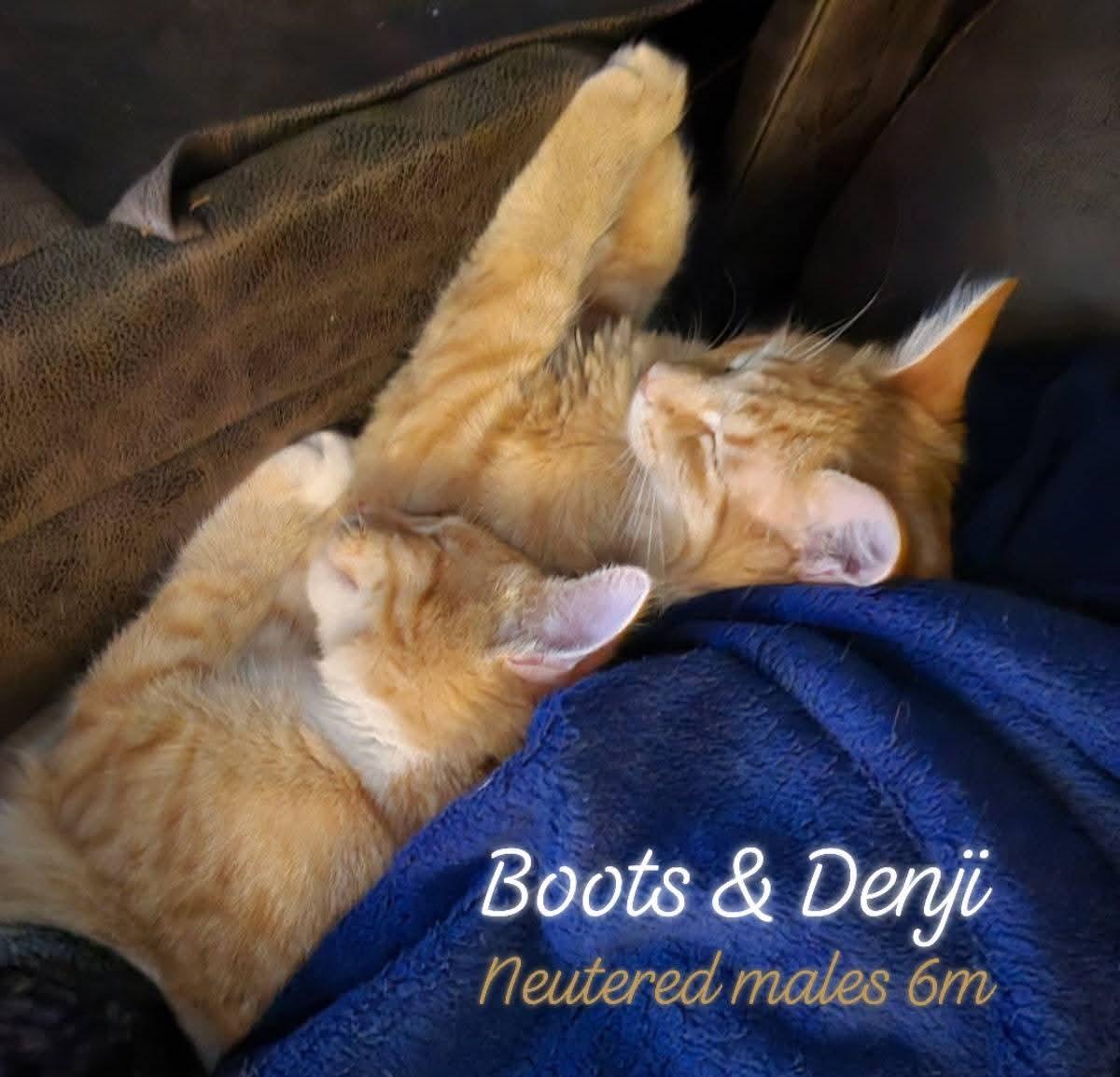 Enlarge bonded Denji and Boots brothers, a ADOPTABLE Domestic Short Hair in Morgantown, WV image 2/2