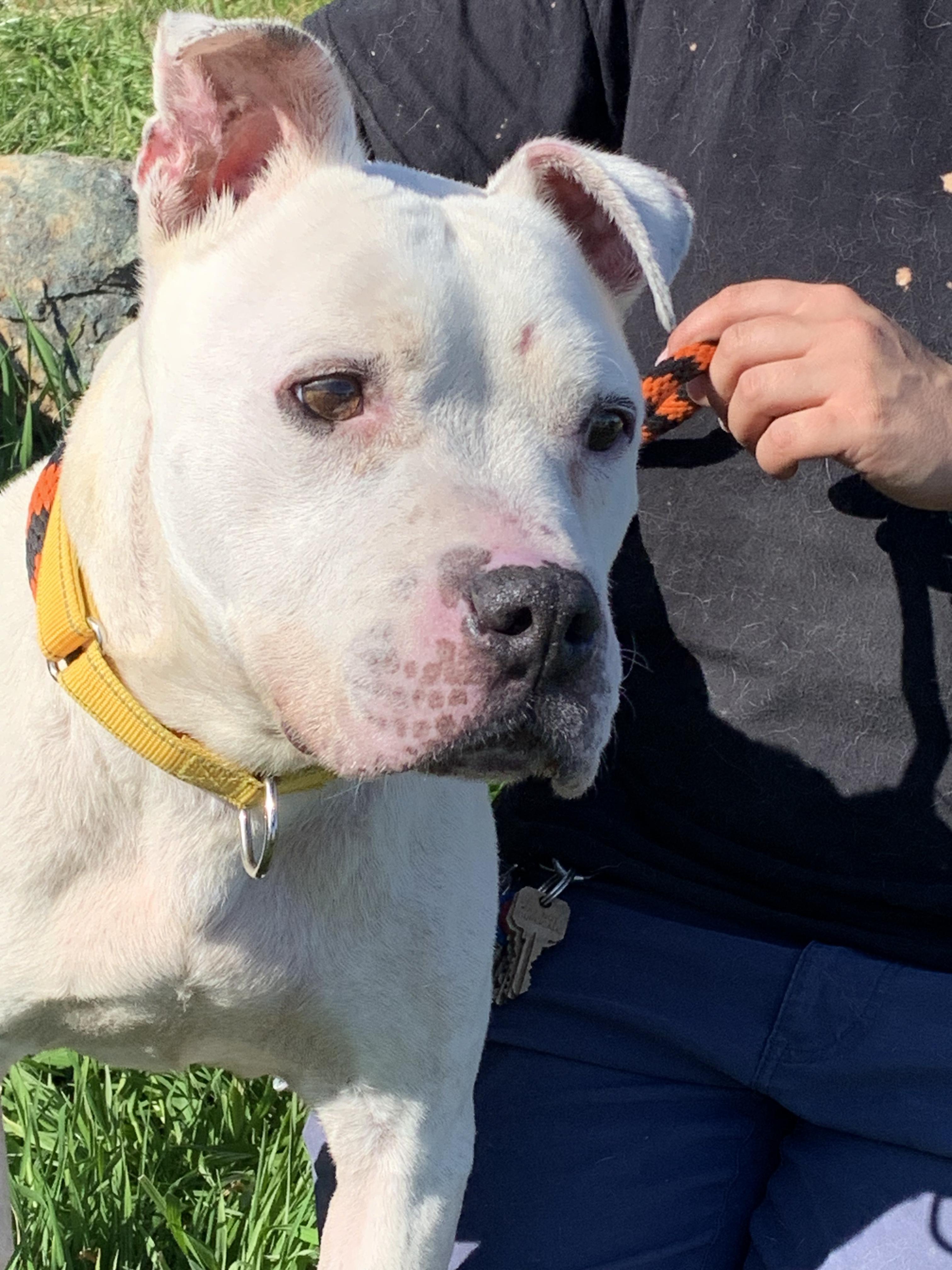 Winter, ADOPTABLE, Senior Male Pit Bull Terrier.