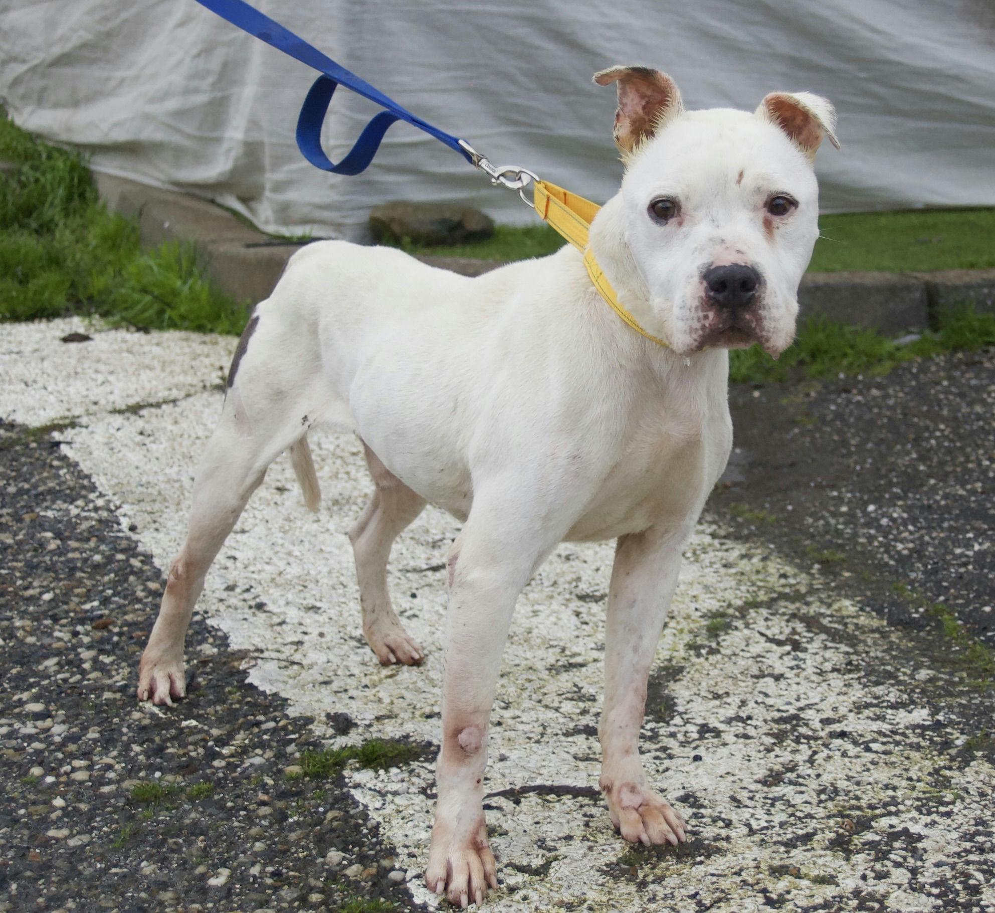 Enlarge Winter, a ADOPTABLE mixed breed in Grass Valley, CA image 3/6