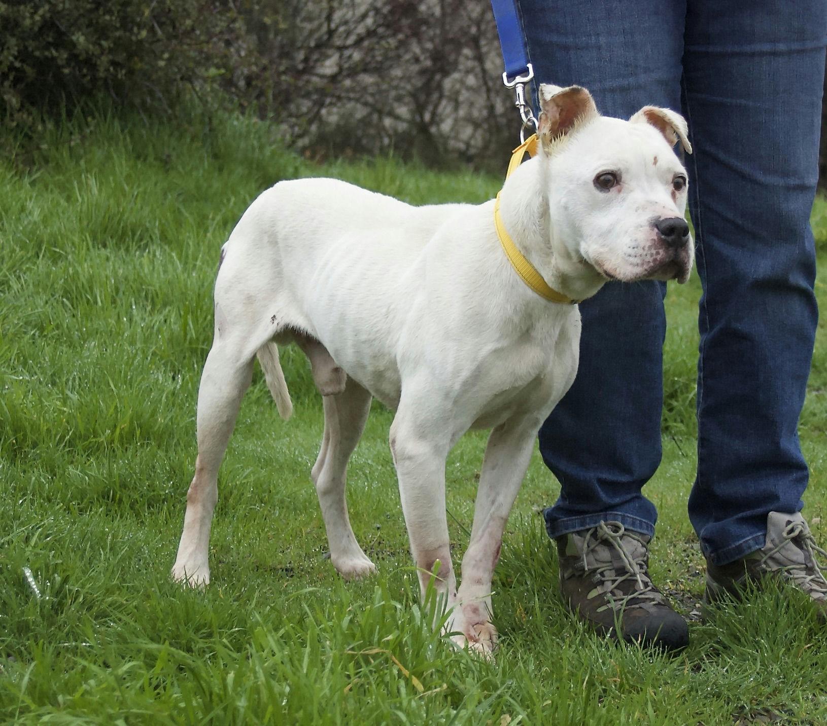 Enlarge Winter, a ADOPTABLE mixed breed in Grass Valley, CA image 2/6