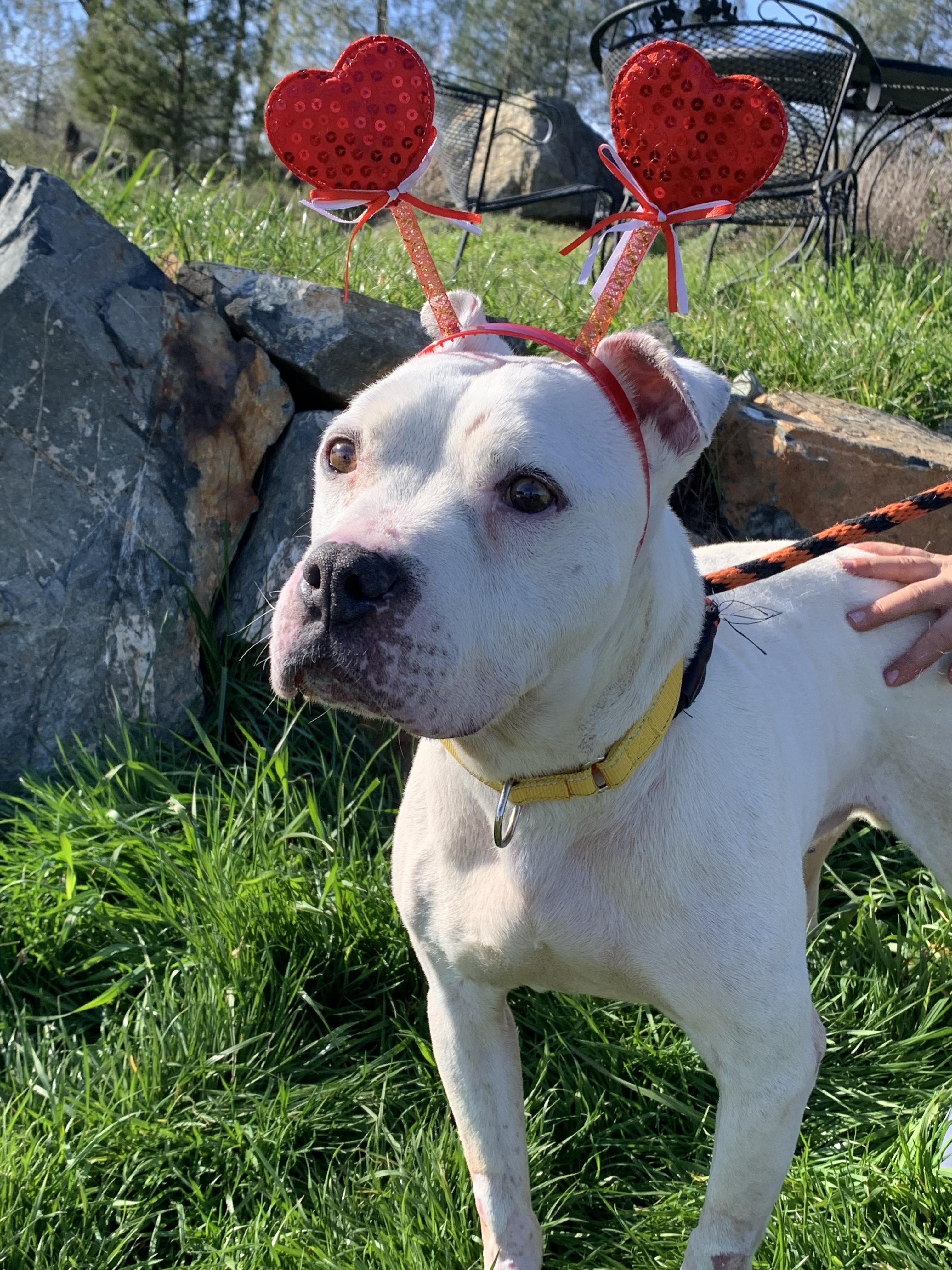 Enlarge Winter, a ADOPTABLE mixed breed in Grass Valley, CA image 4/6