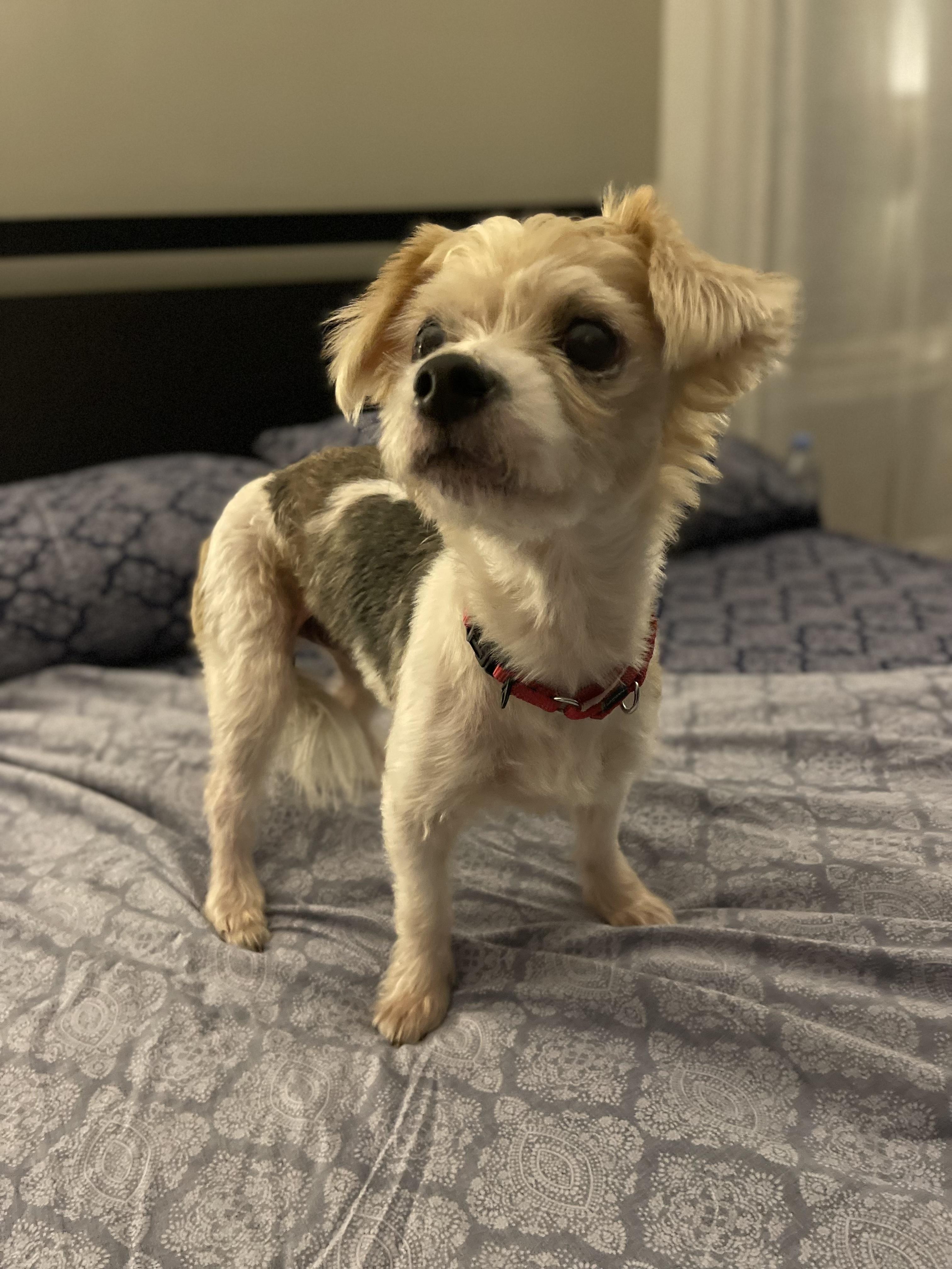 Enlarge LUCCA, a Adoptable Yorkshire Terrier in New York, NY image 1/5