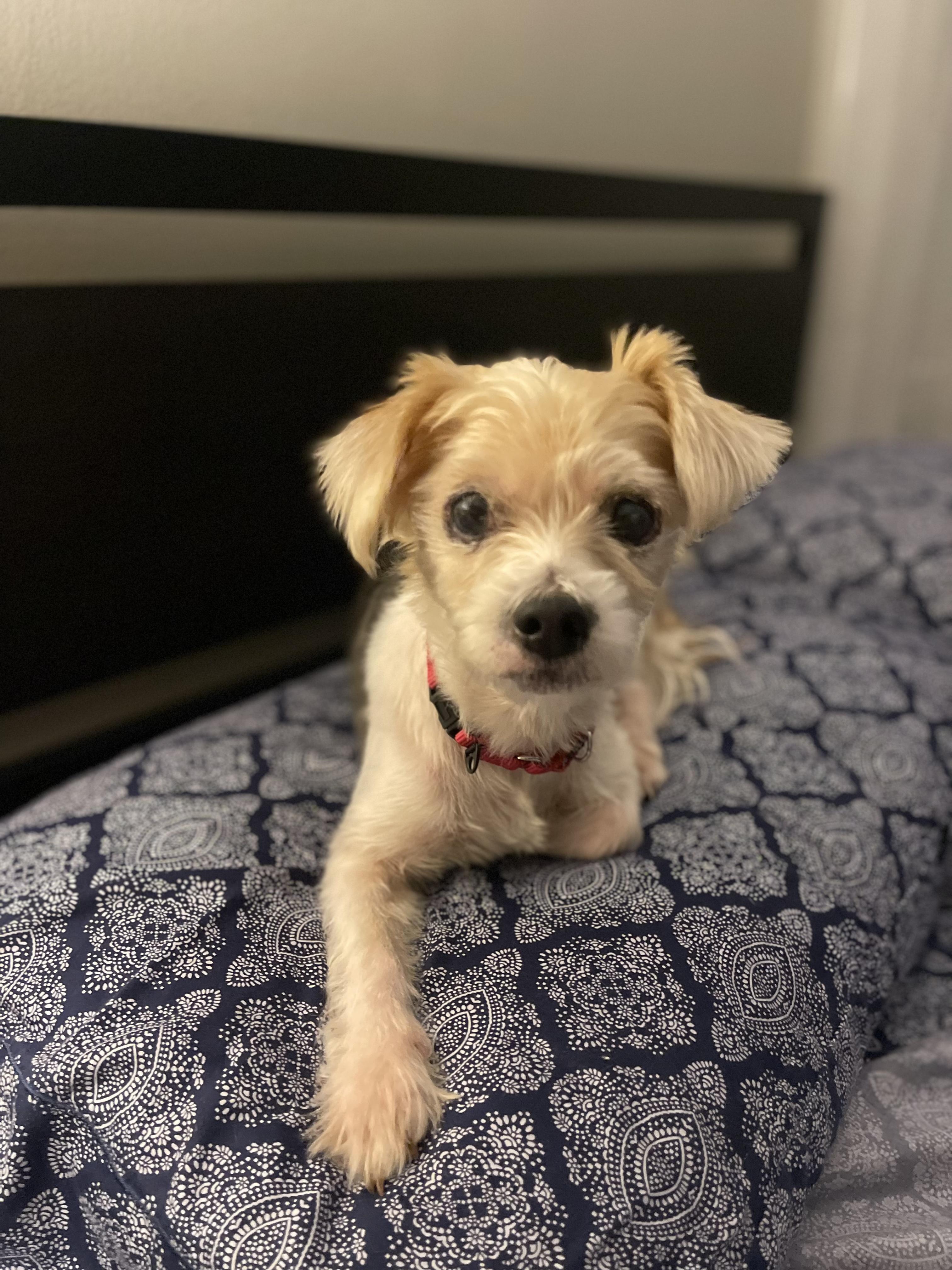 Enlarge LUCCA, a Adoptable Yorkshire Terrier in New York, NY image 2/5