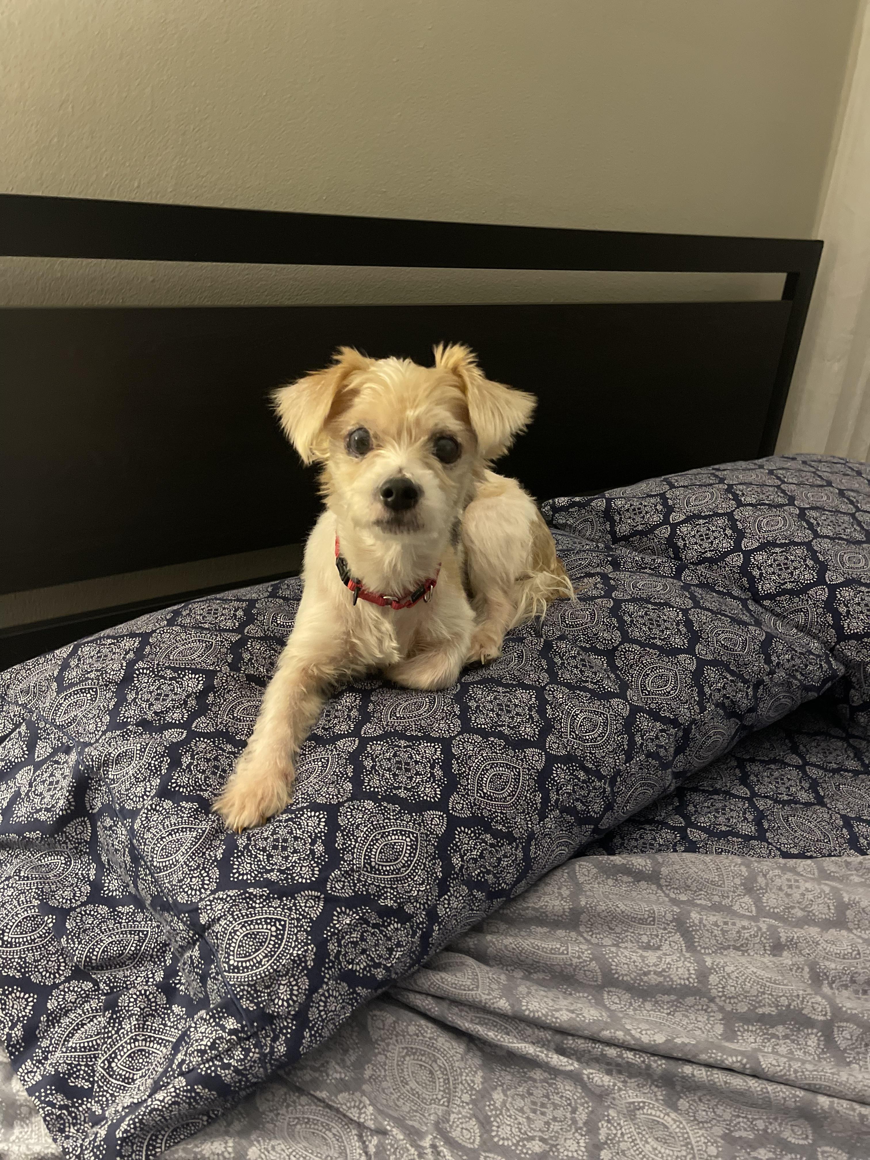 Enlarge LUCCA, a Adoptable Yorkshire Terrier in New York, NY image 3/5