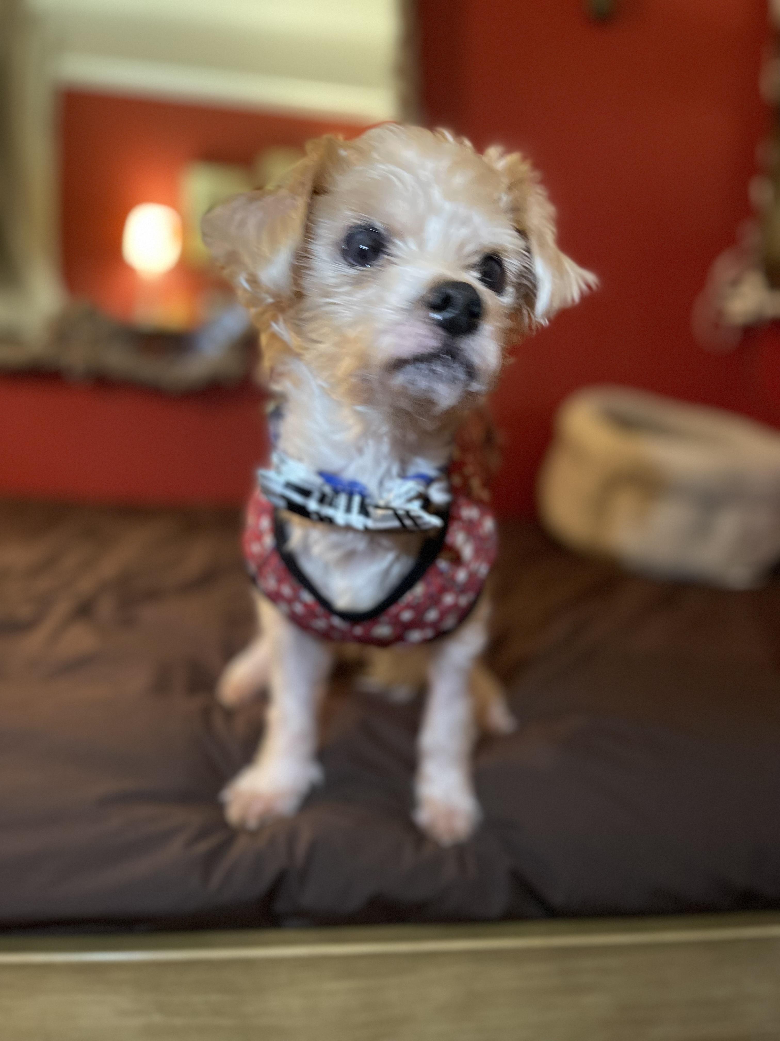 Enlarge LUCCA, a Adoptable Yorkshire Terrier in New York, NY image 4/5