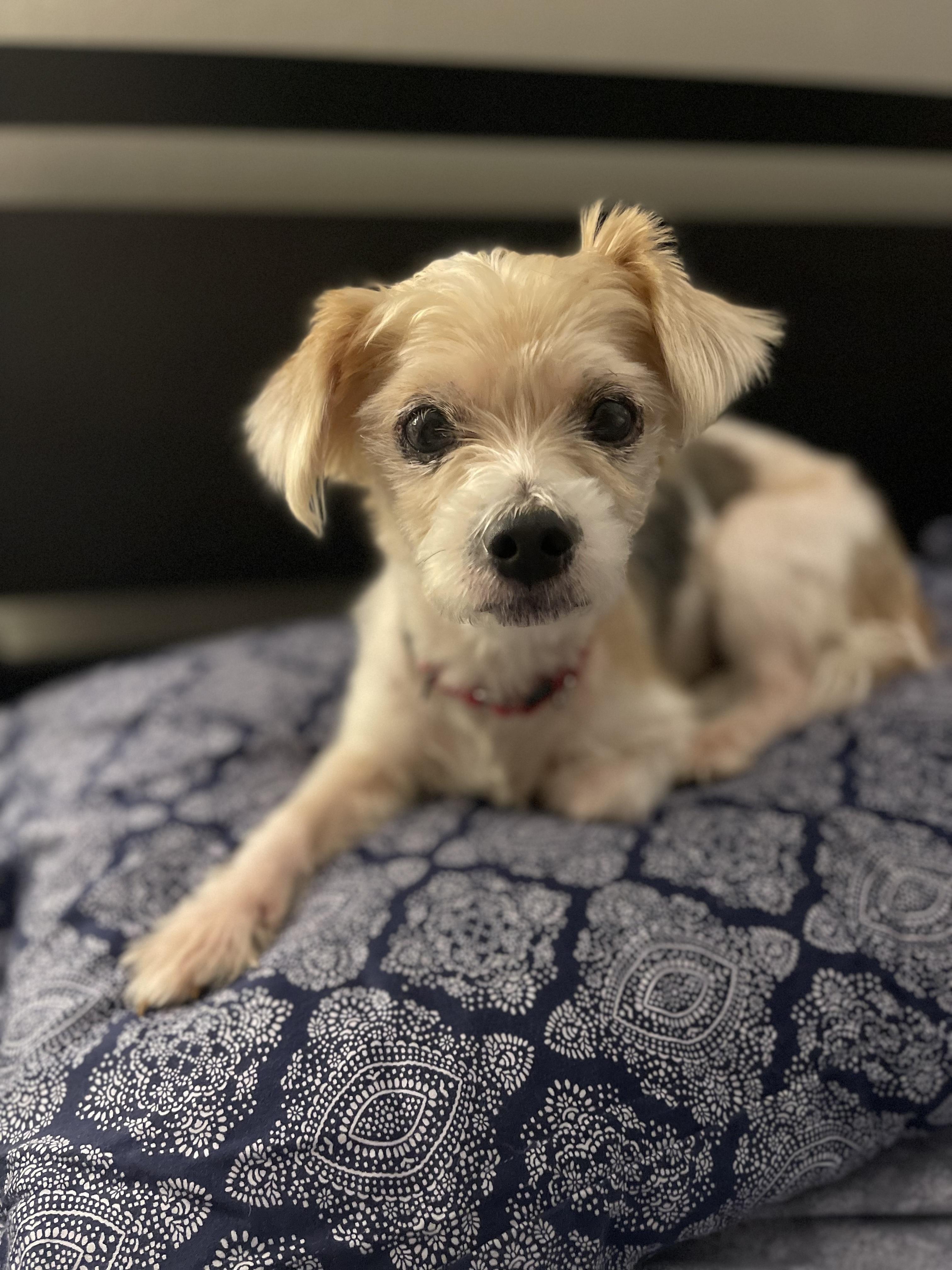 Enlarge LUCCA, a Adoptable Yorkshire Terrier in New York, NY image 5/5