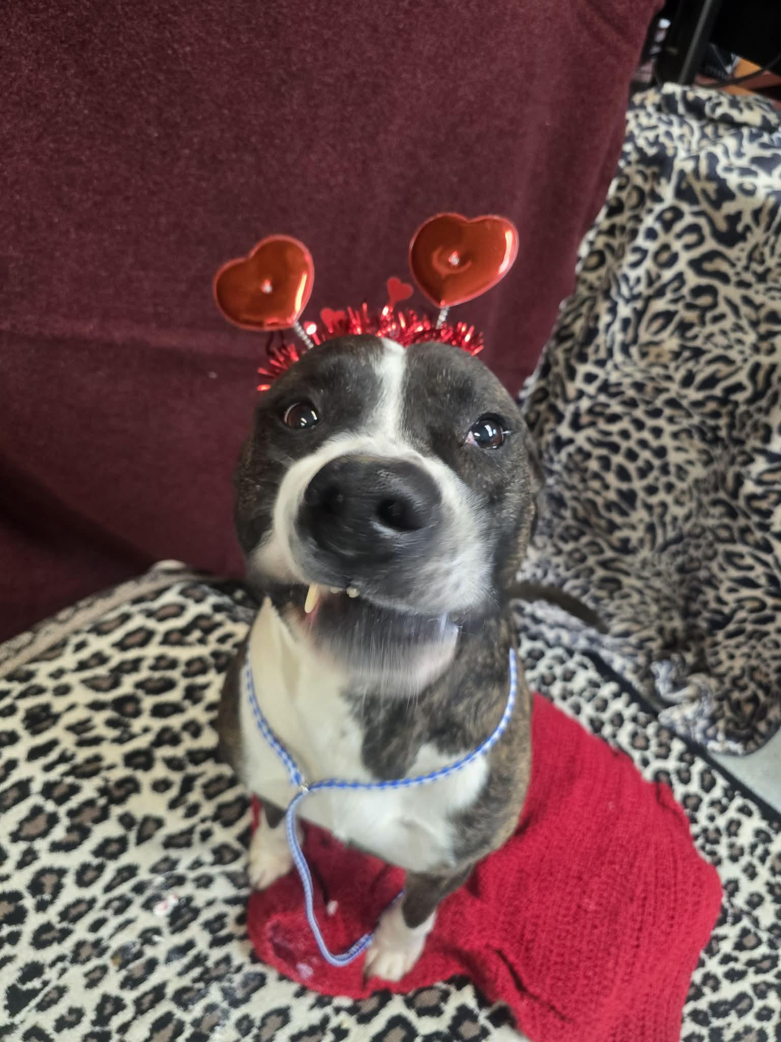 Enlarge Duke, a ADOPTABLE mixed breed in Rock Falls, IL image 3/6