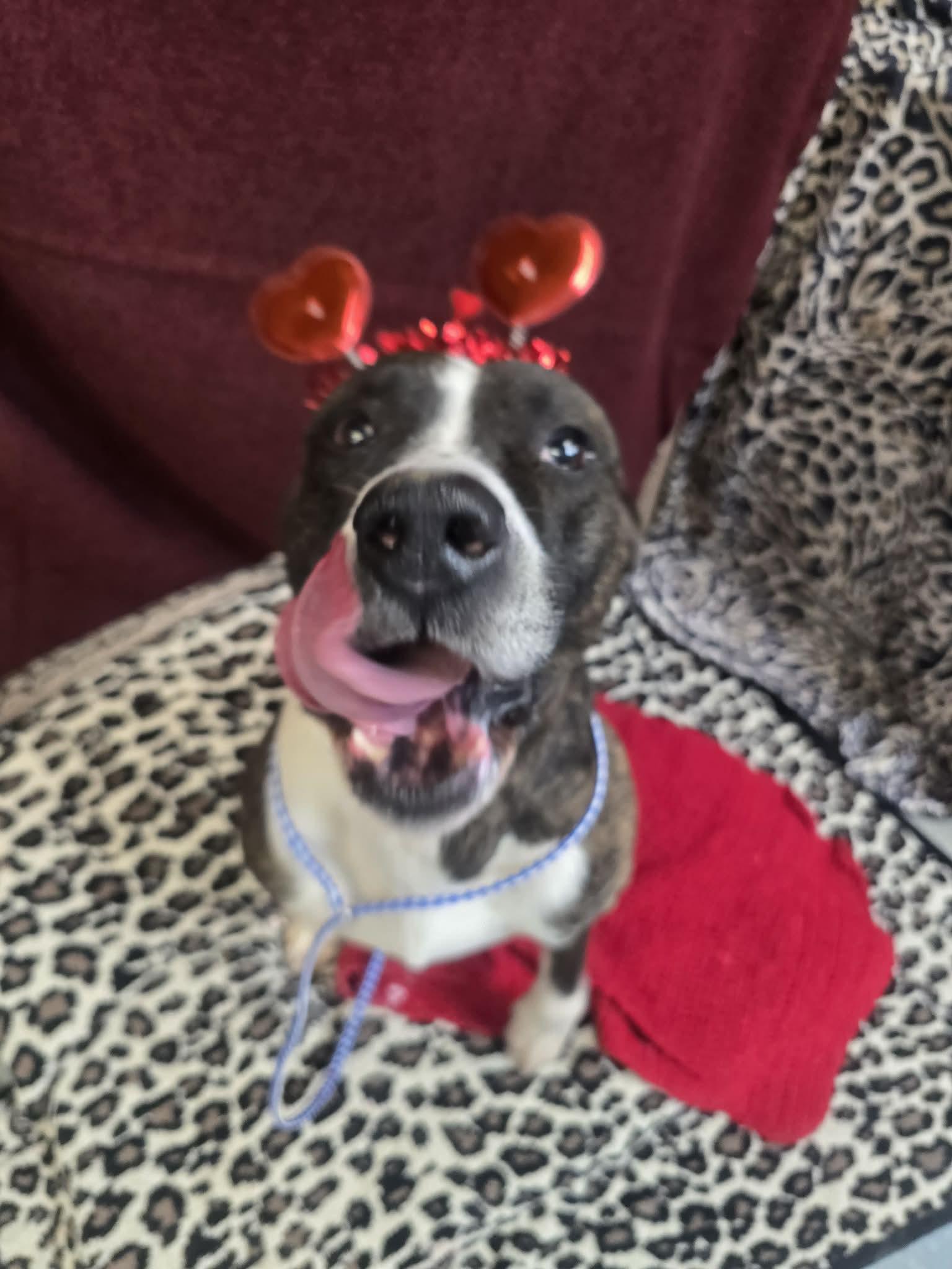 Enlarge Duke, a ADOPTABLE mixed breed in Rock Falls, IL image 4/6