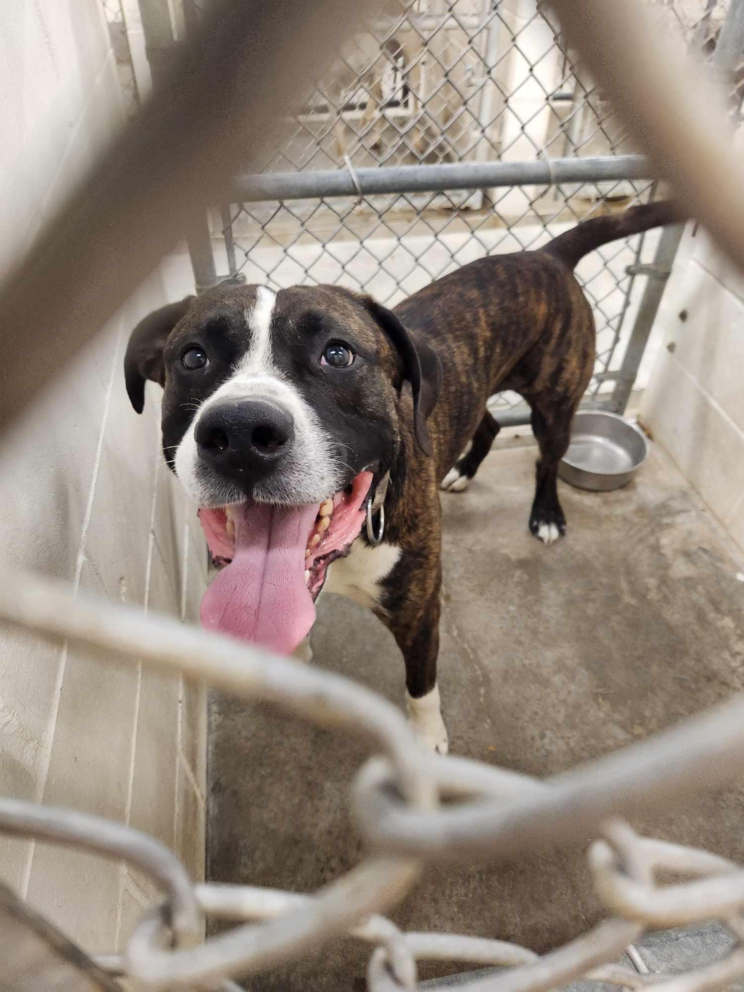 Enlarge Duke, a ADOPTABLE mixed breed in Rock Falls, IL image 5/6