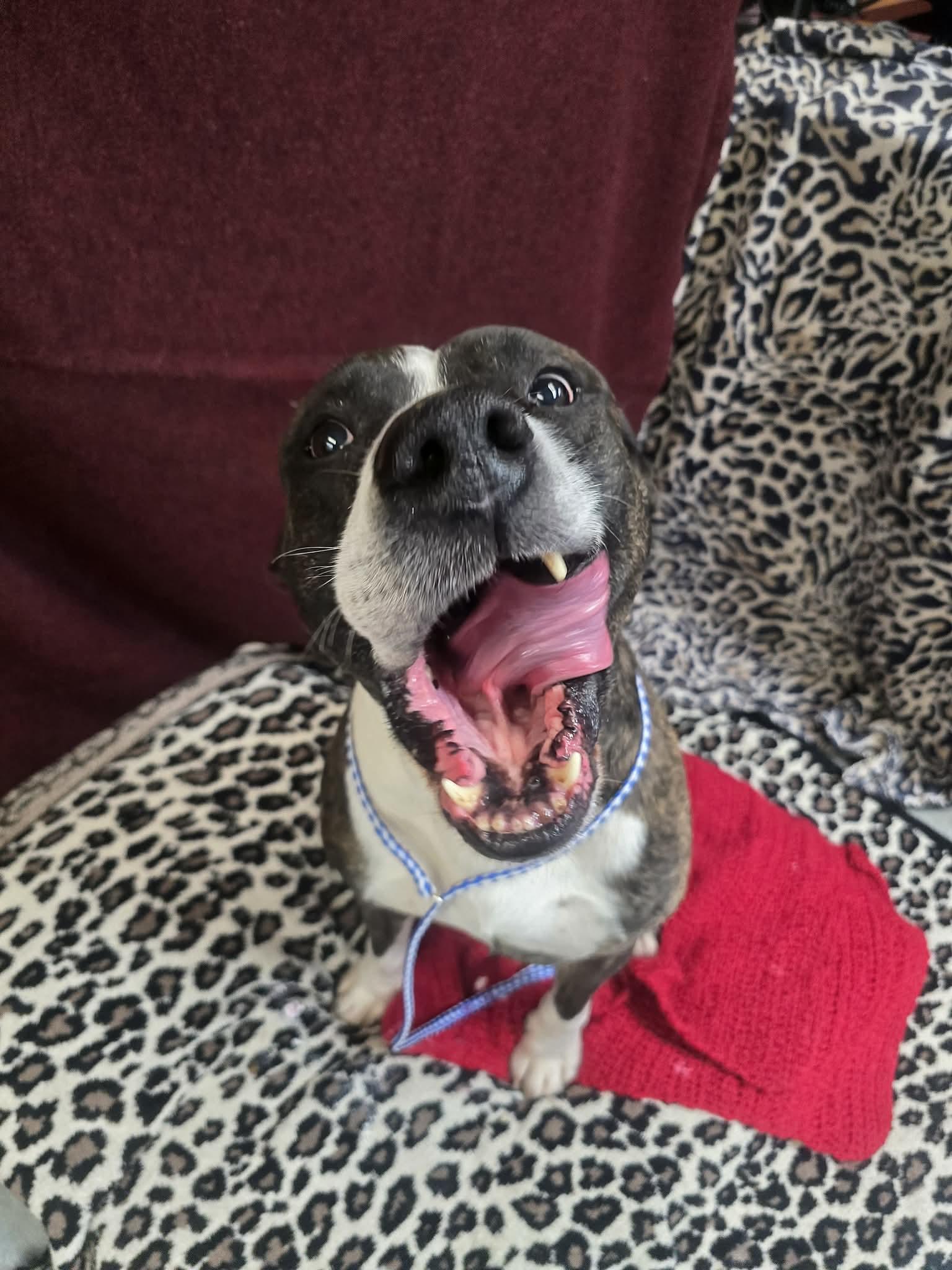 Enlarge Duke, a ADOPTABLE mixed breed in Rock Falls, IL image 6/6