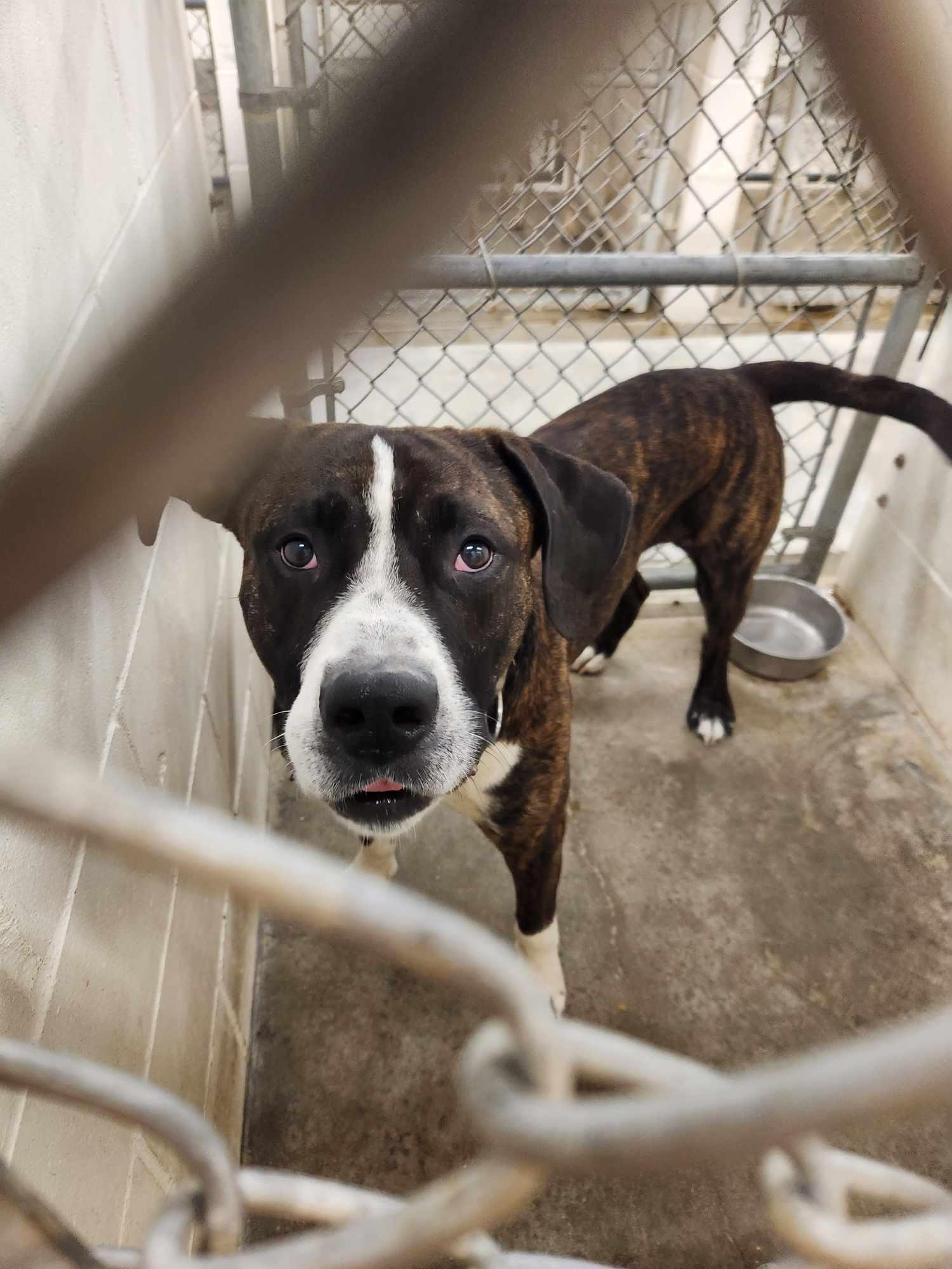 Duke, ADOPTABLE, Adult Male American Staffordshire Terrier.
