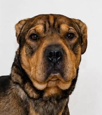 Enlarge Lohki, a ADOPTABLE mixed breed in Sterling, CO image 1/2