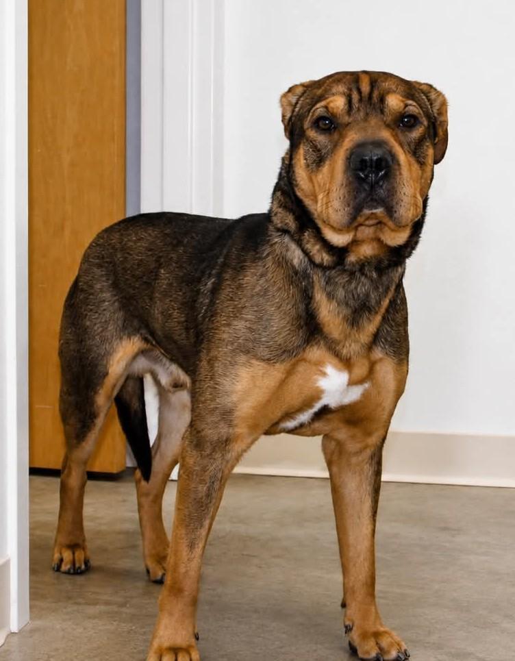 Enlarge Lohki, a ADOPTABLE mixed breed in Sterling, CO image 2/2