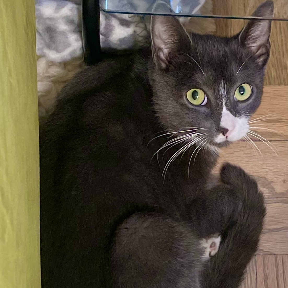 Enlarge Socks, a Adoptable Domestic Short Hair in Nyack, NY image 1/6