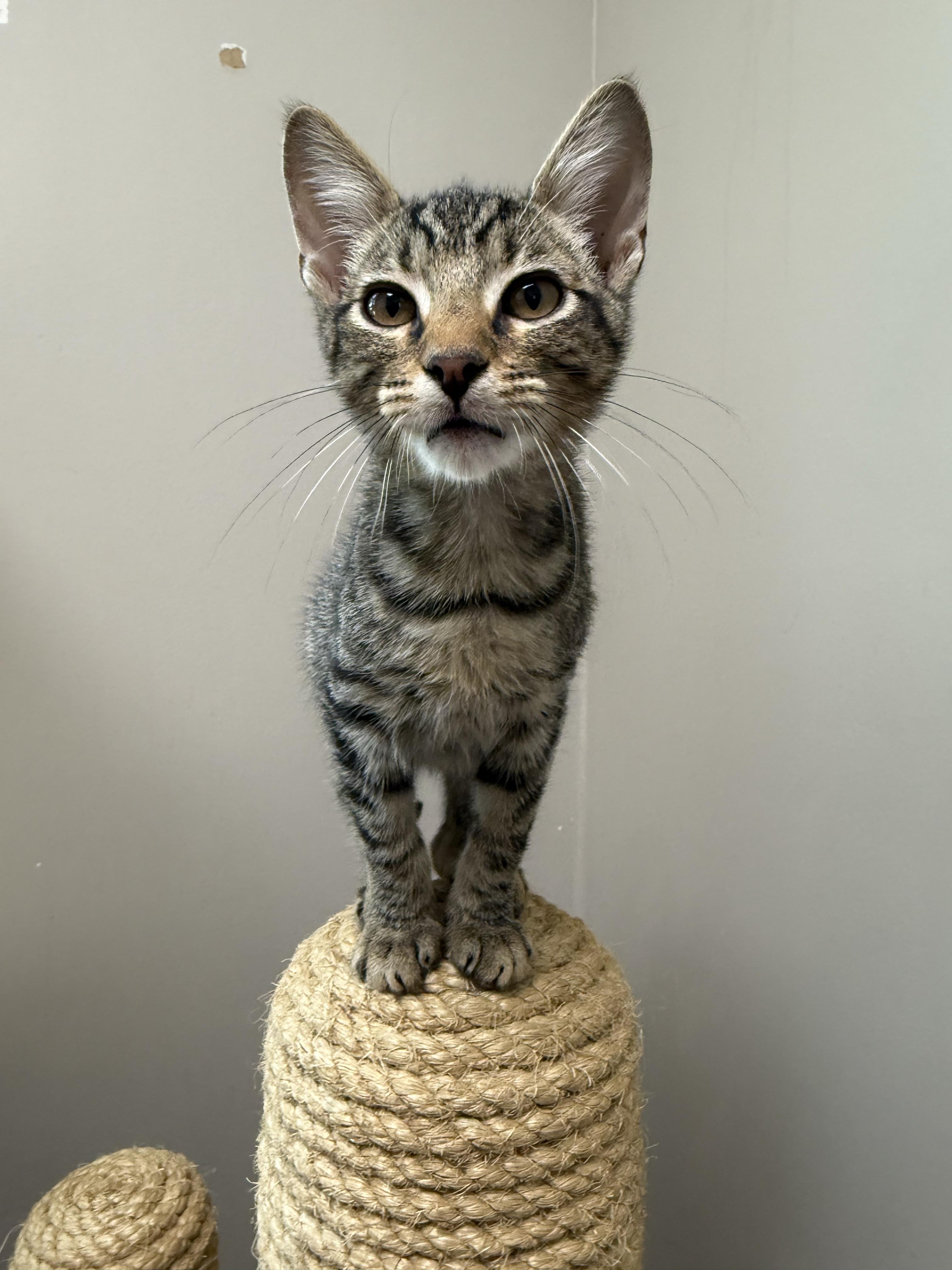 Enlarge Vostok, an adopted mixed breed in Friendswood, TX image 1/1