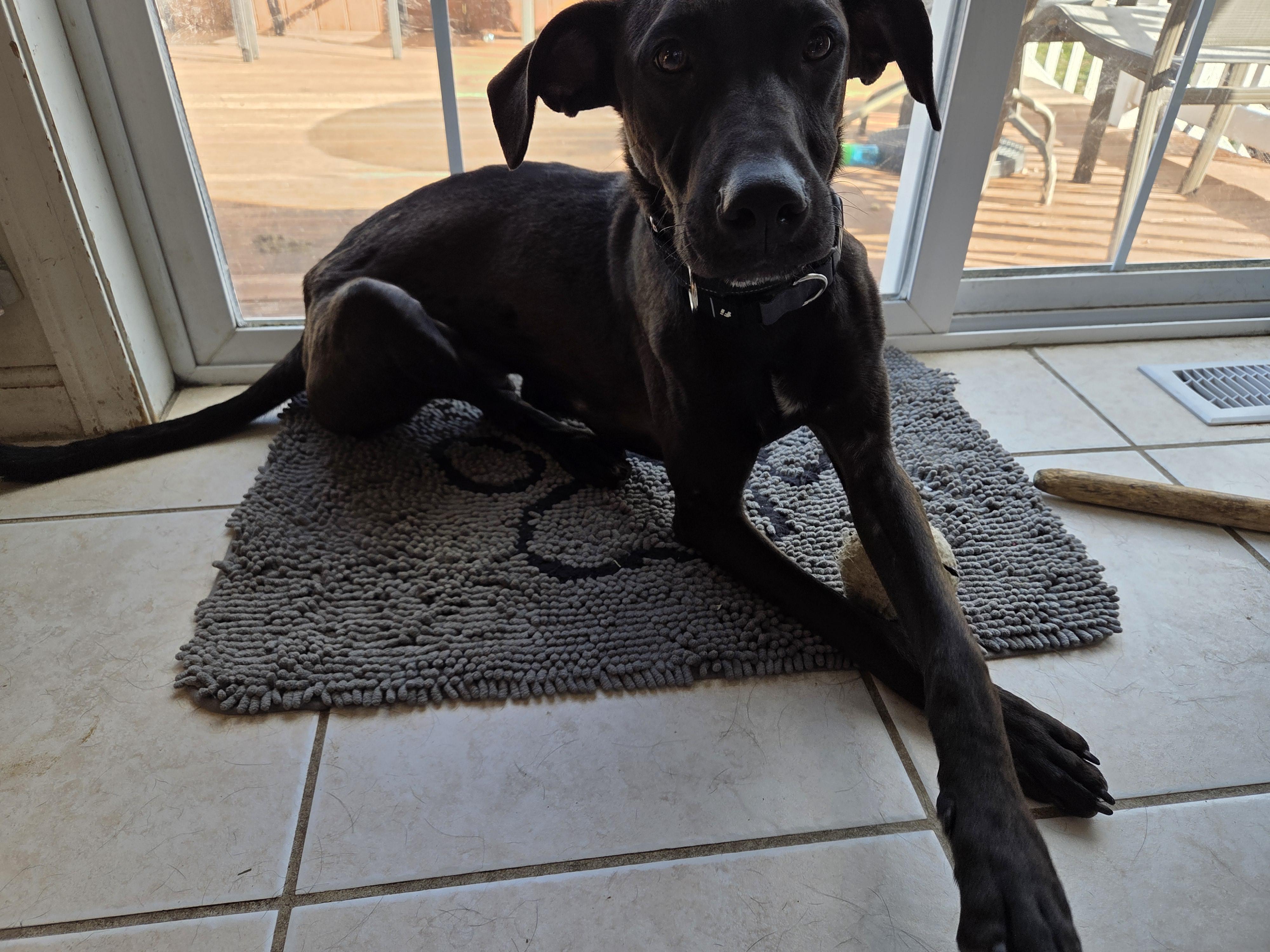 Harry and Rip — thumbnail 3