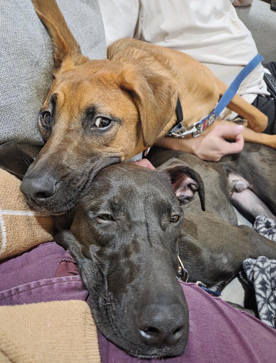 Harry and Rip — thumbnail 4