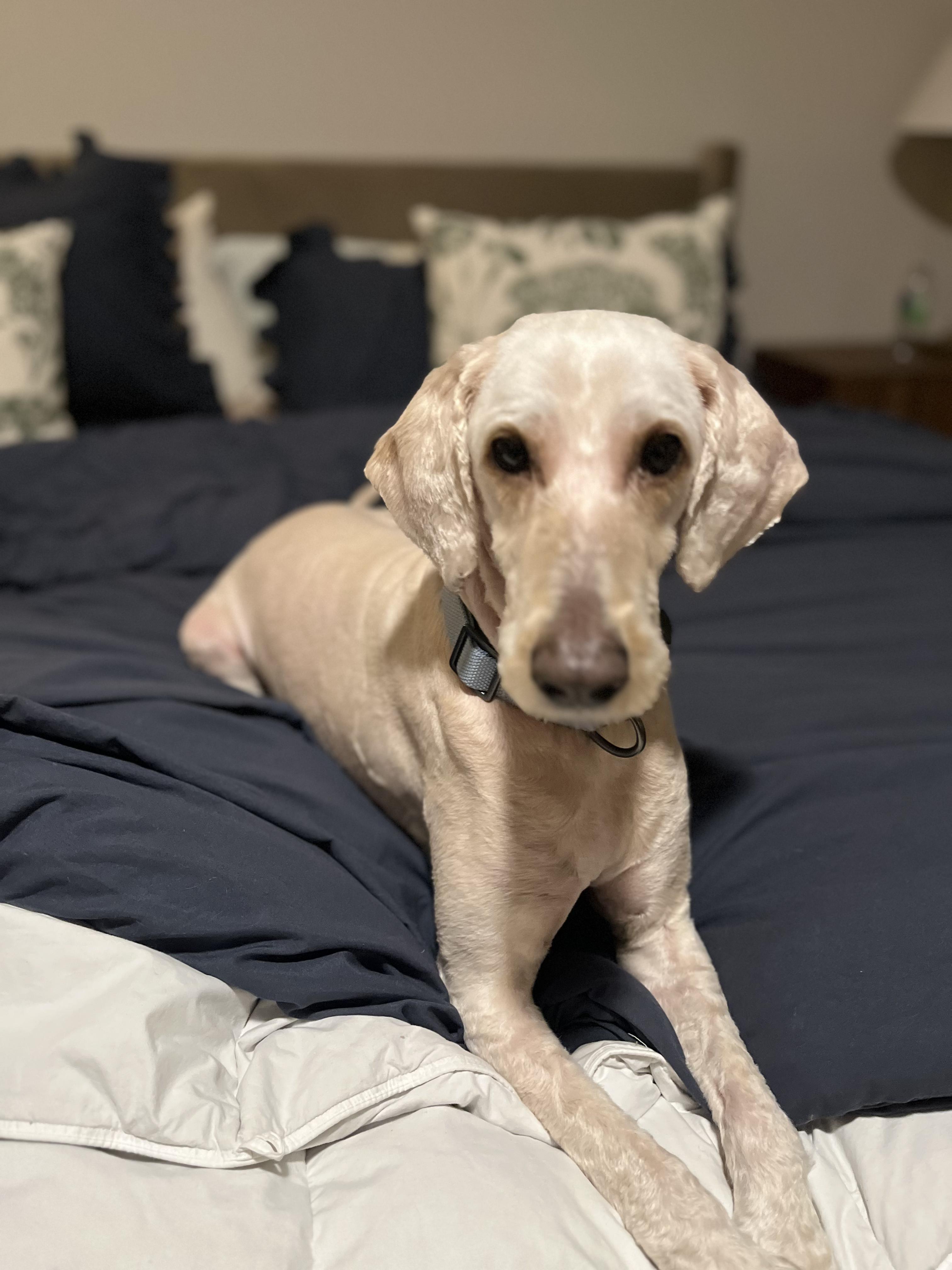 Enlarge Lexi so il, a Adoptable Goldendoodle in MURPHYSBORO , IL image 3/4