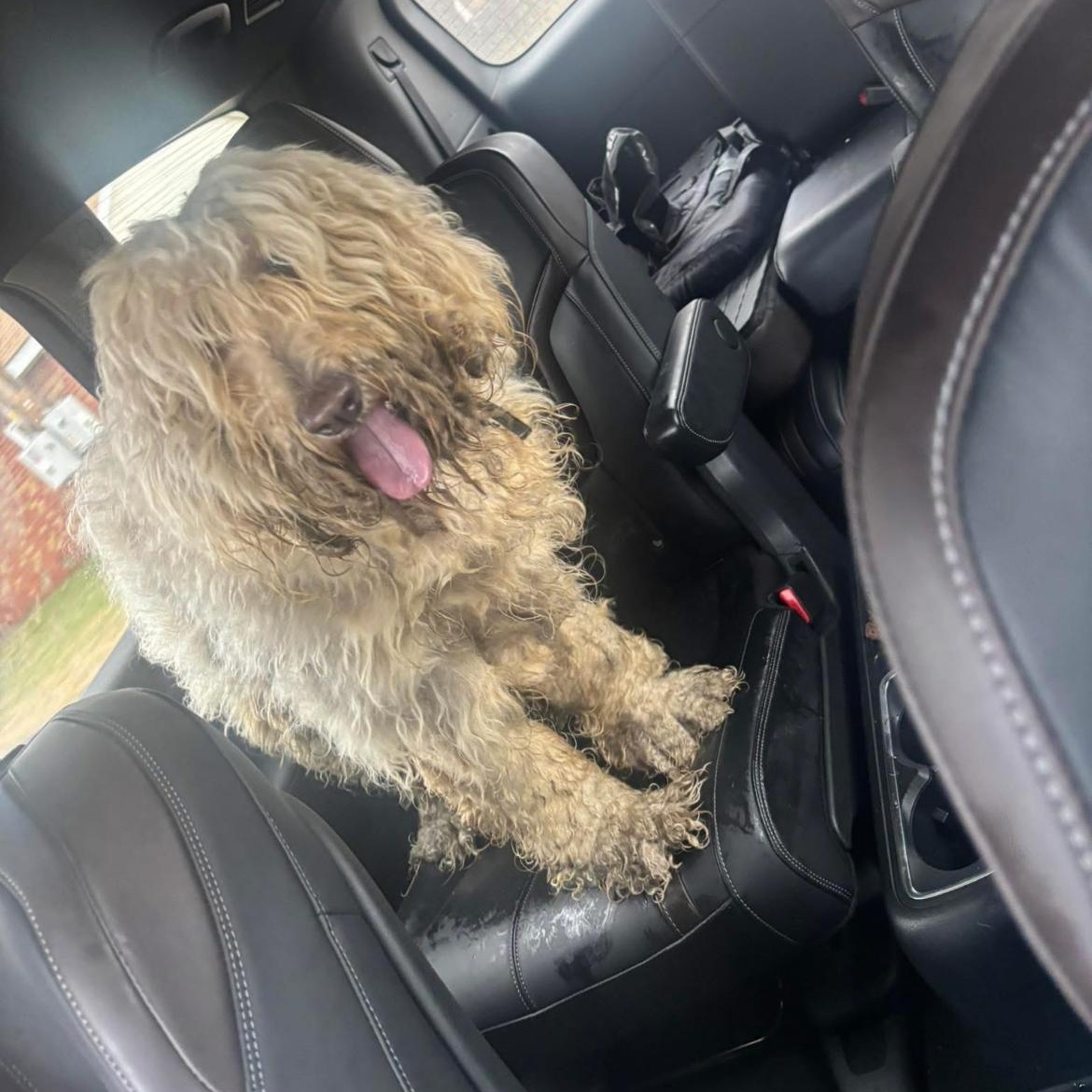 Enlarge Lexi so il, a Adoptable Goldendoodle in MURPHYSBORO , IL image 2/4