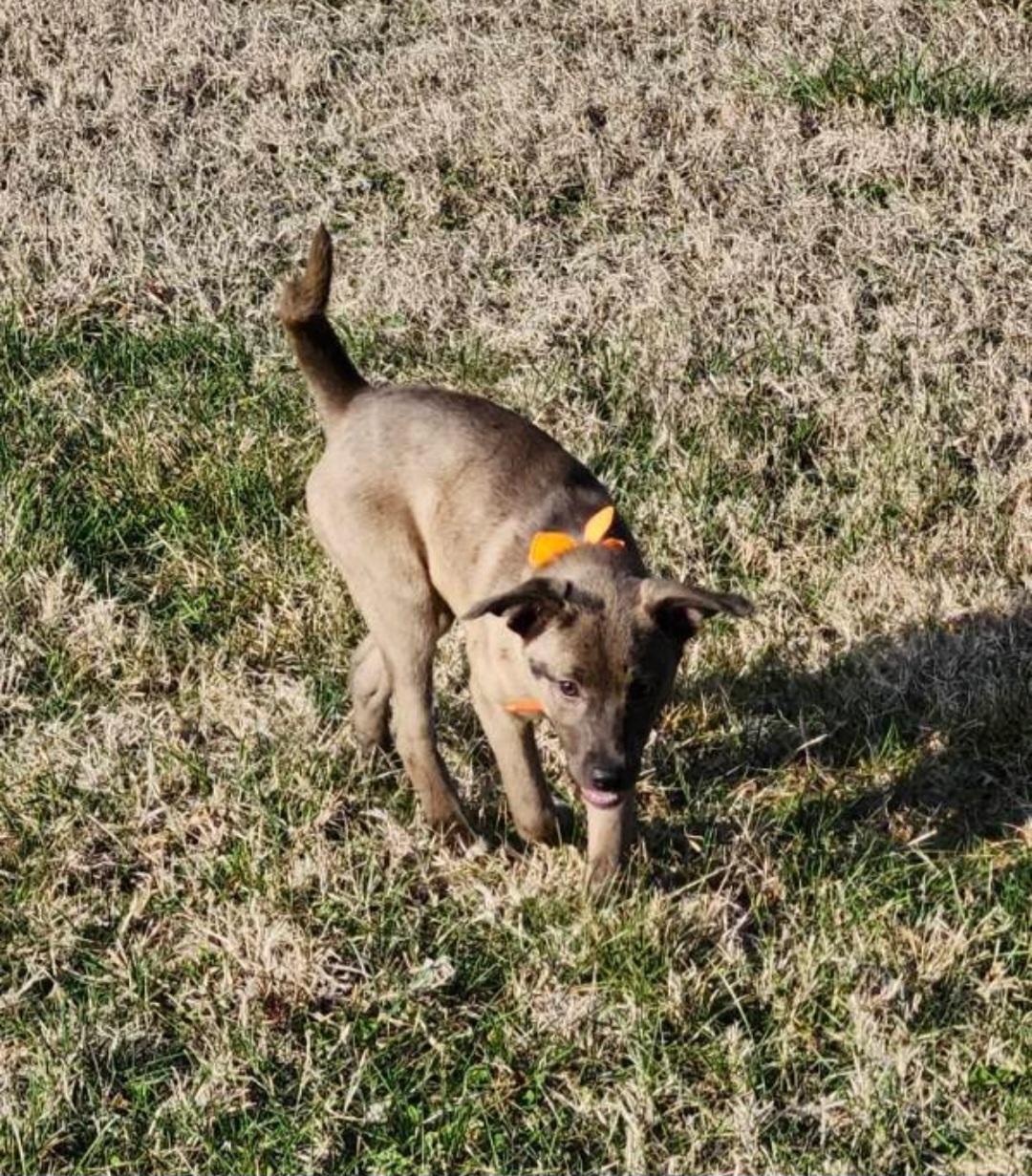 Bourbon, a ADOPTABLE mixed breed in Knoxville, TN image 5/6