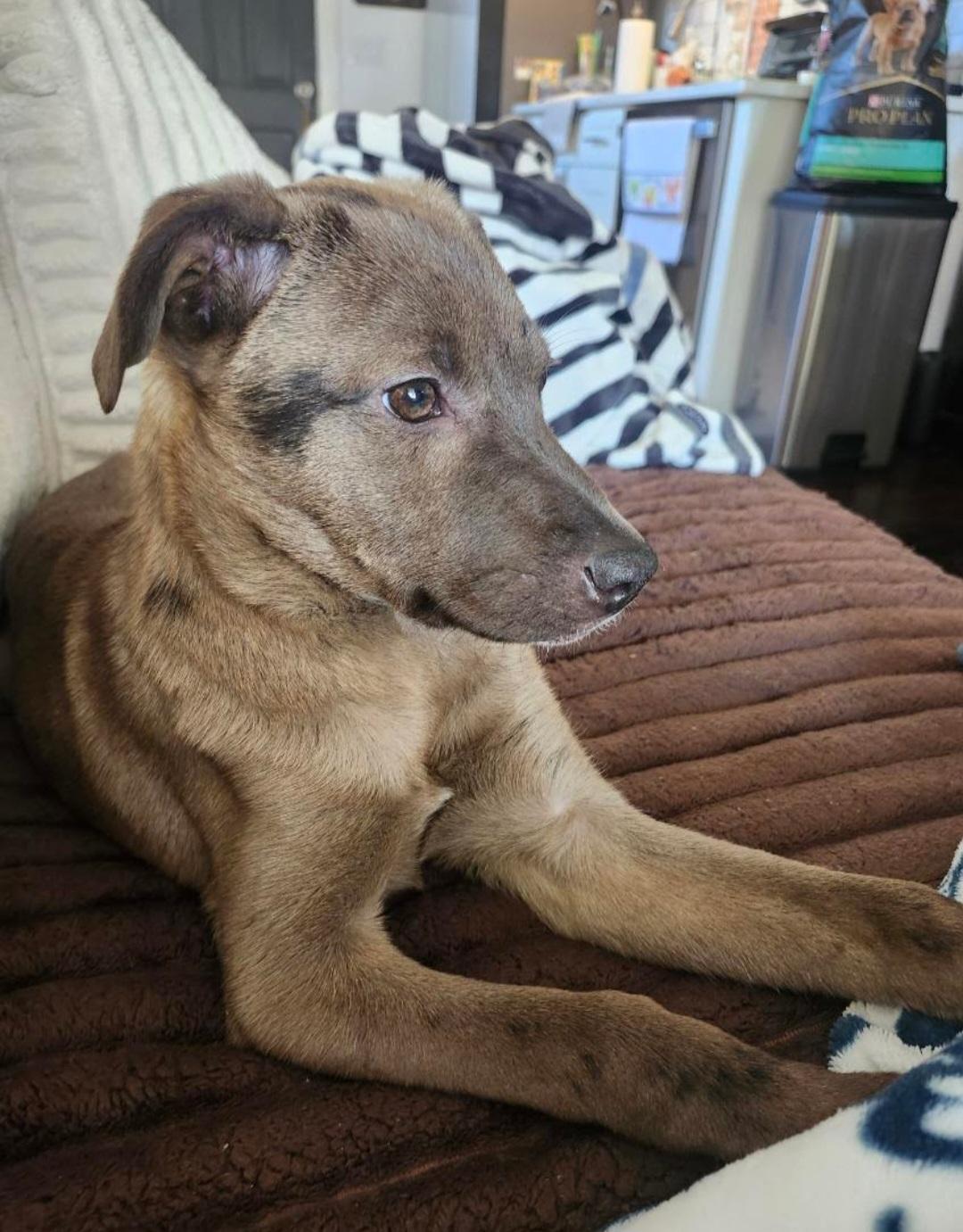 Bourbon, a ADOPTABLE mixed breed in Knoxville, TN image 2/6